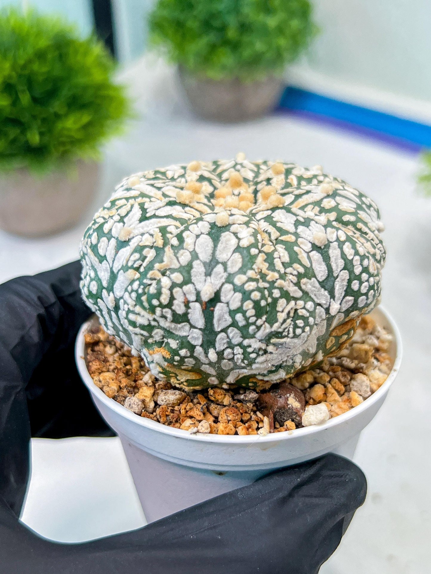 Custom Order- We’ll send you the exact live plant pictured (T8) (b3) | SHIP from USA | 3" Pot