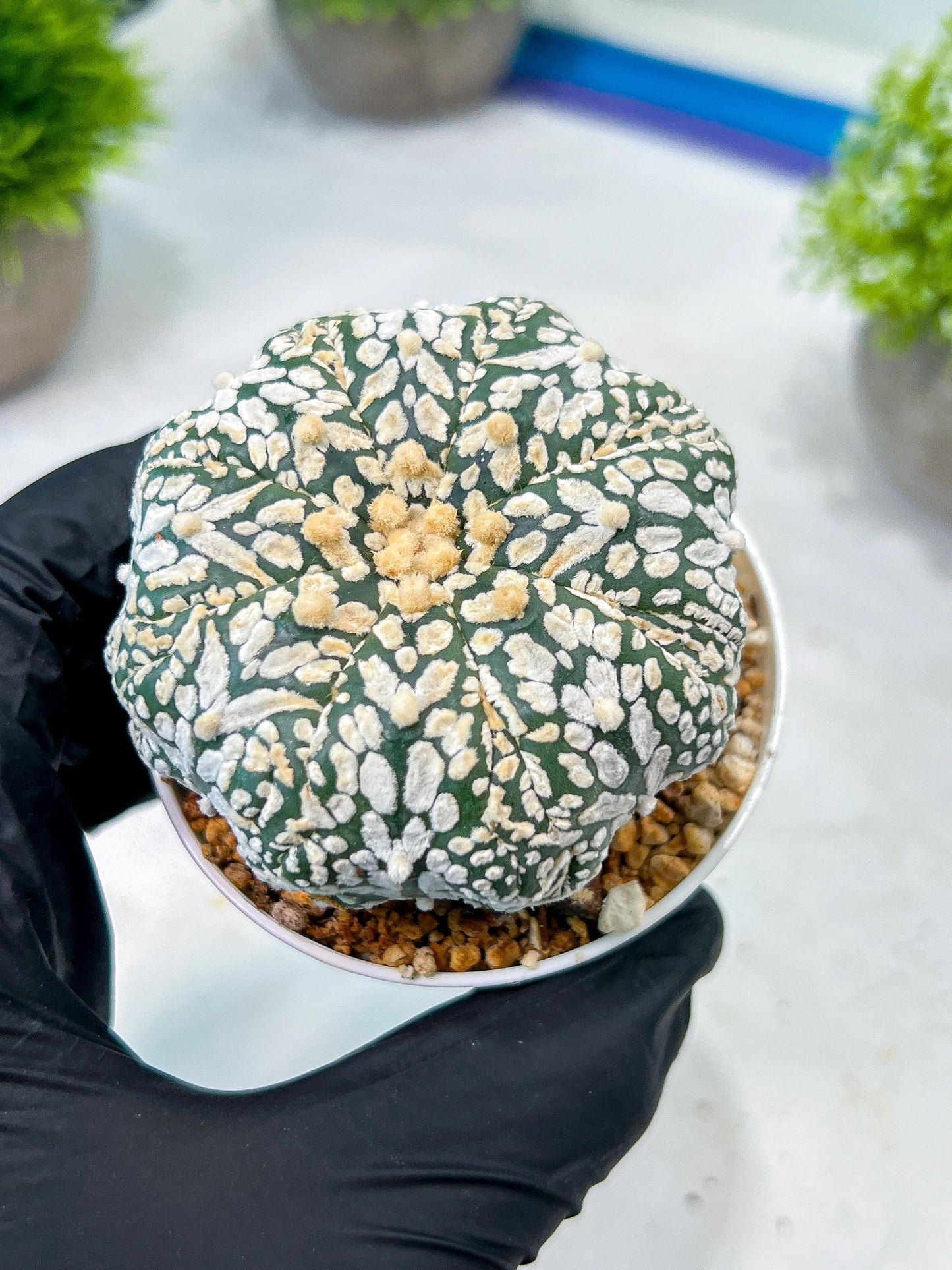 Custom Order- We’ll send you the exact live plant pictured (T8) (b3) | SHIP from USA | 3" Pot