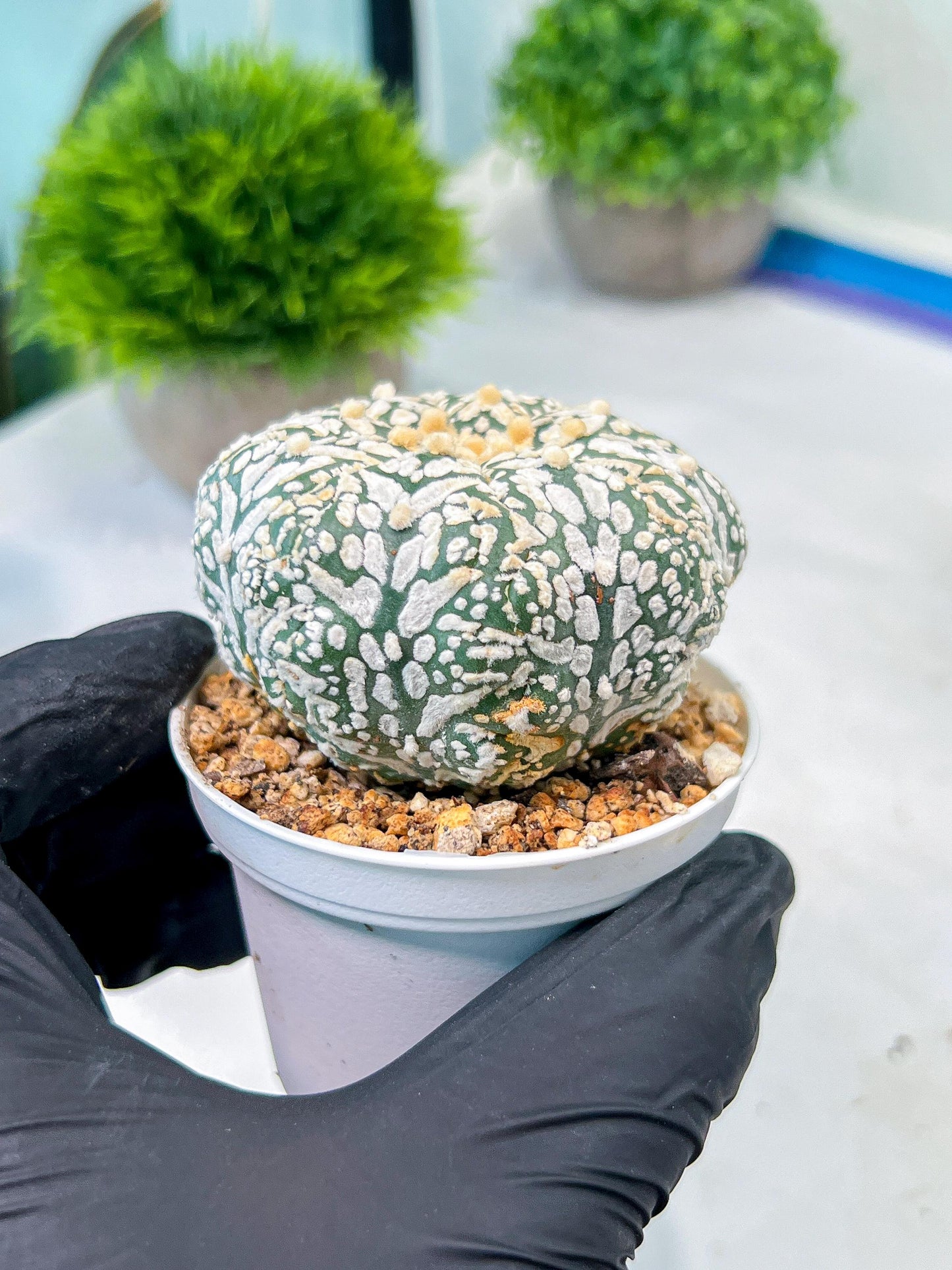 Custom Order- We’ll send you the exact live plant pictured (T8) (b3) | SHIP from USA | 3" Pot