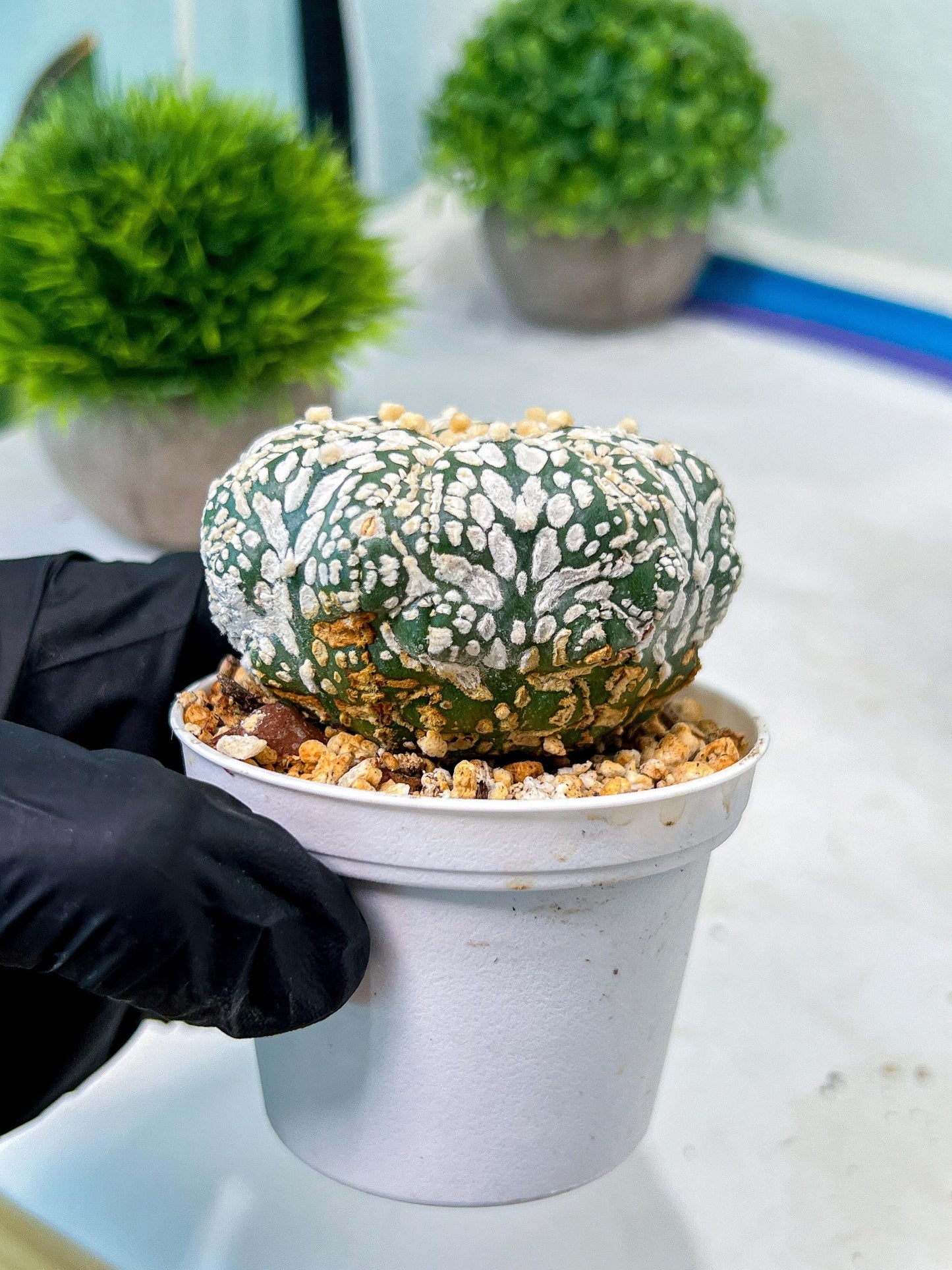 Custom Order- We’ll send you the exact live plant pictured (T8) (b3) | SHIP from USA | 3" Pot