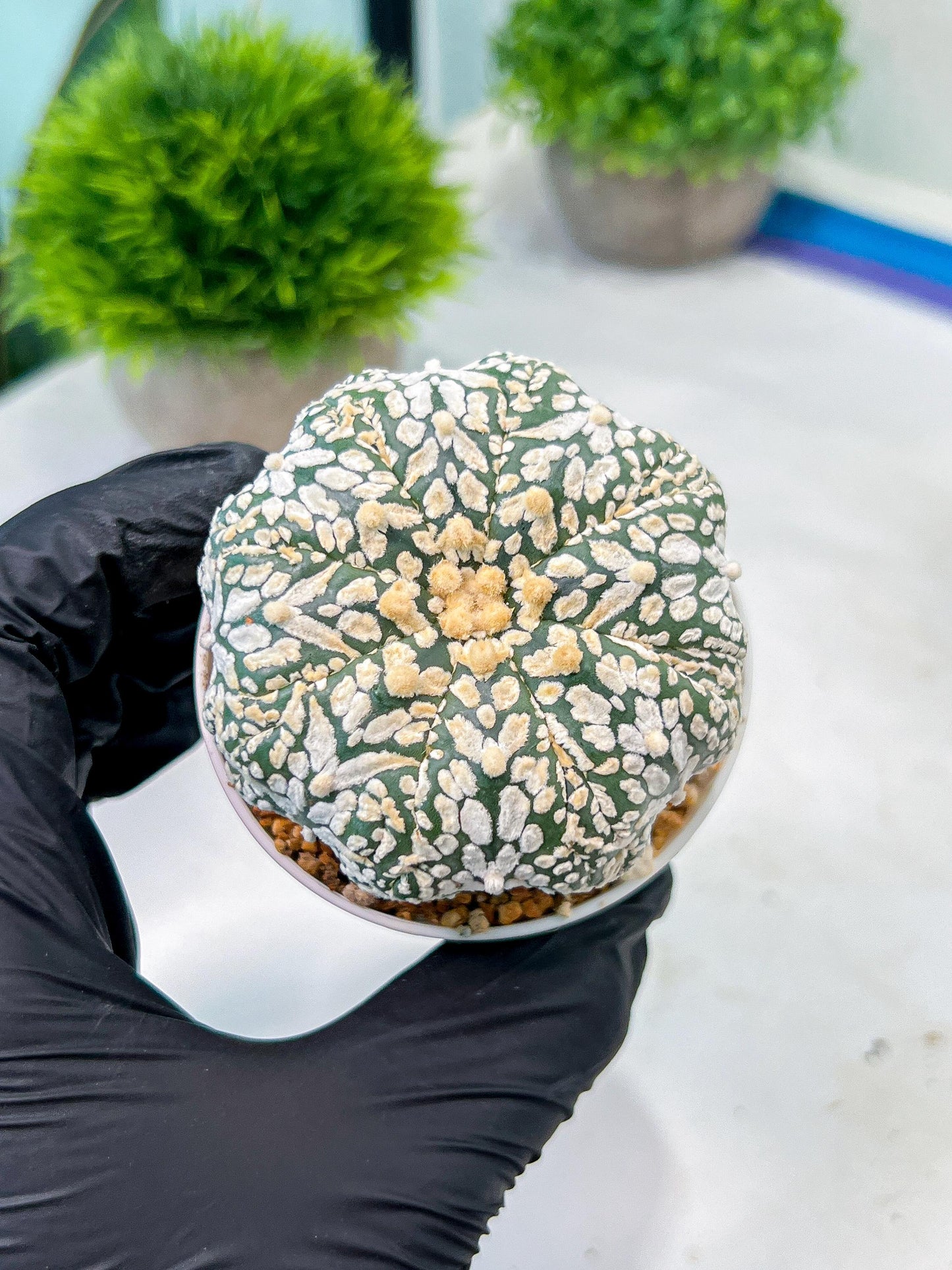 Custom Order- We’ll send you the exact live plant pictured (T8) (b3) | SHIP from USA | 3" Pot