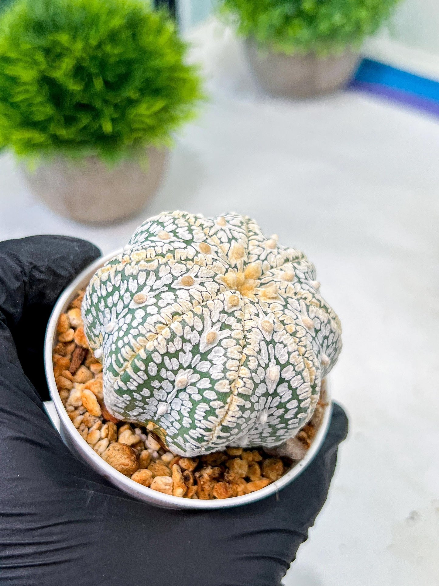 Custom Order- We’ll send you the exact live plant pictured (T8) (b4) | Las Vegas PLANT SELLER| 3" Pot