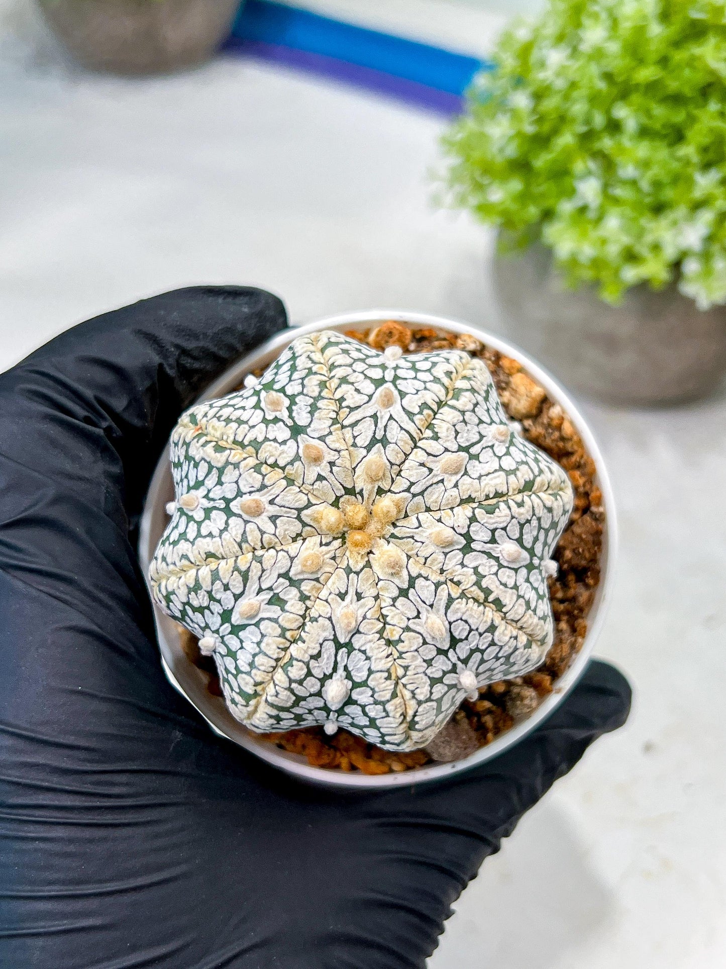 Custom Order- We’ll send you the exact live plant pictured (T8) (b4) | Las Vegas PLANT SELLER| 3" Pot
