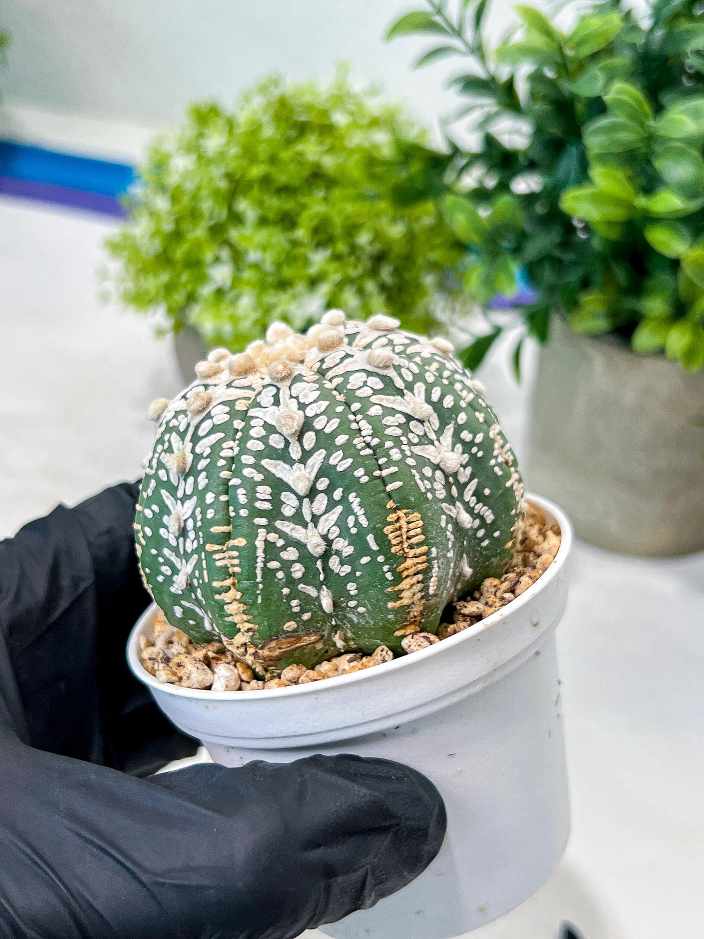 Custom Order- We’ll send you the exact live plant pictured (T8) (b5) | Las Vegas Plant Shp | 3" Pot