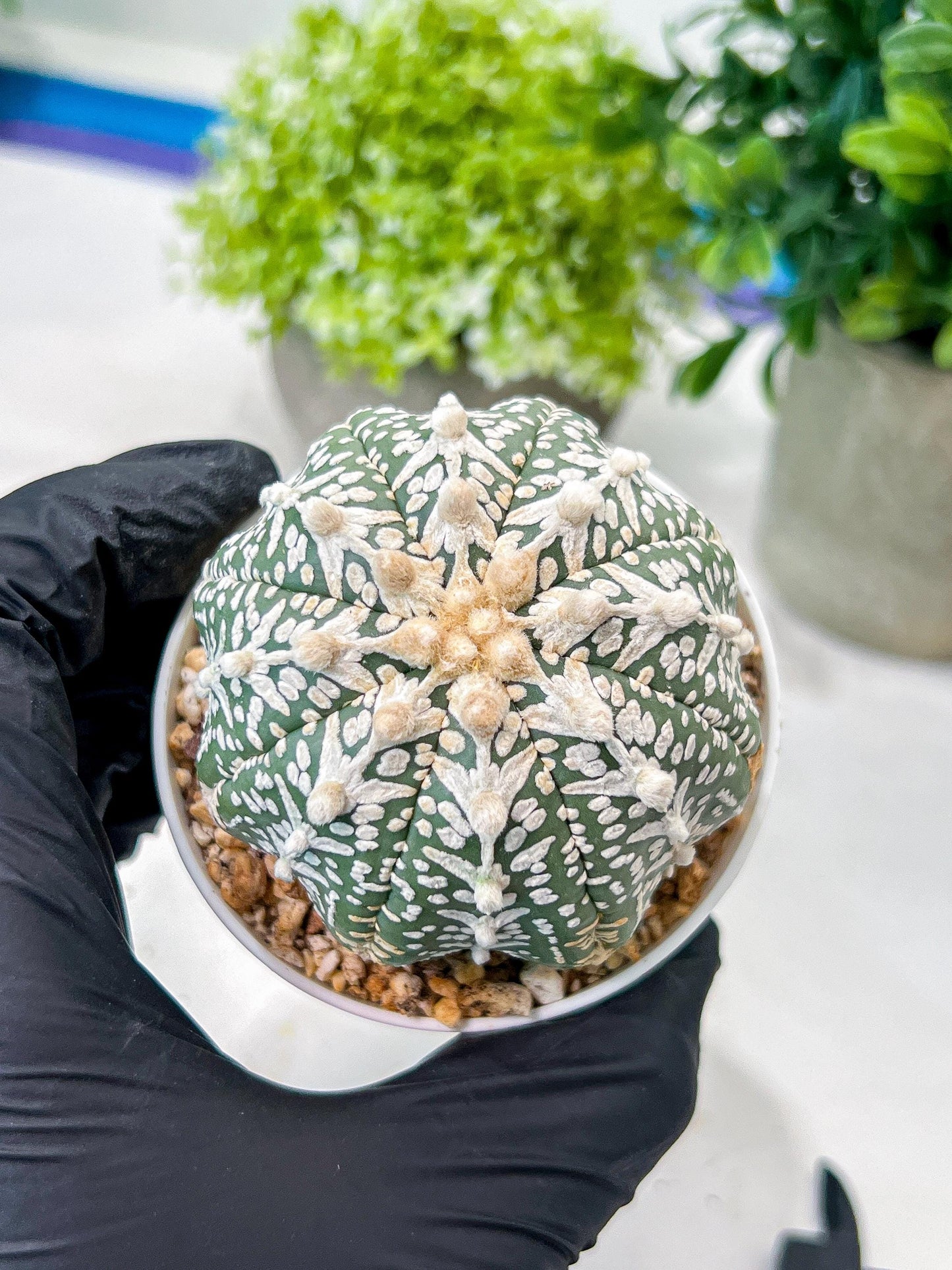 Custom Order- We’ll send you the exact live plant pictured (T8) (b5) | Las Vegas Plant Shp | 3" Pot