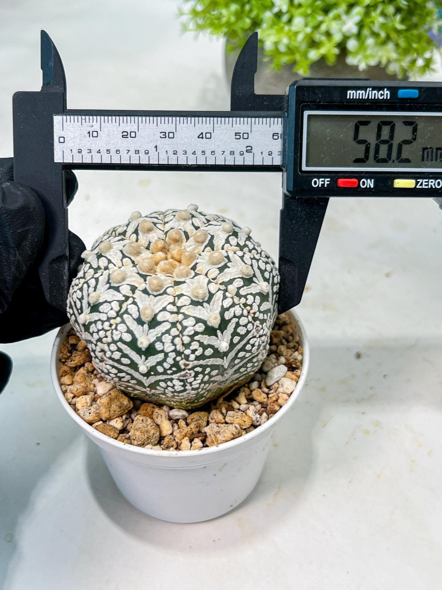 Custom Order- We’ll send you the exact live plant pictured (T8) (b6) | American Plant Seller | 3" Pot