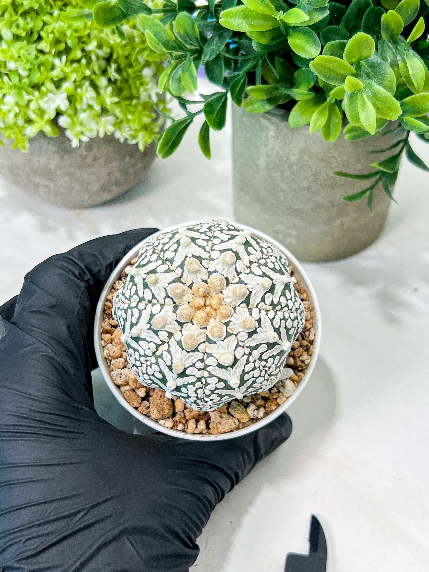 Custom Order- We’ll send you the exact live plant pictured (T8) (b6) | American Plant Seller | 3" Pot