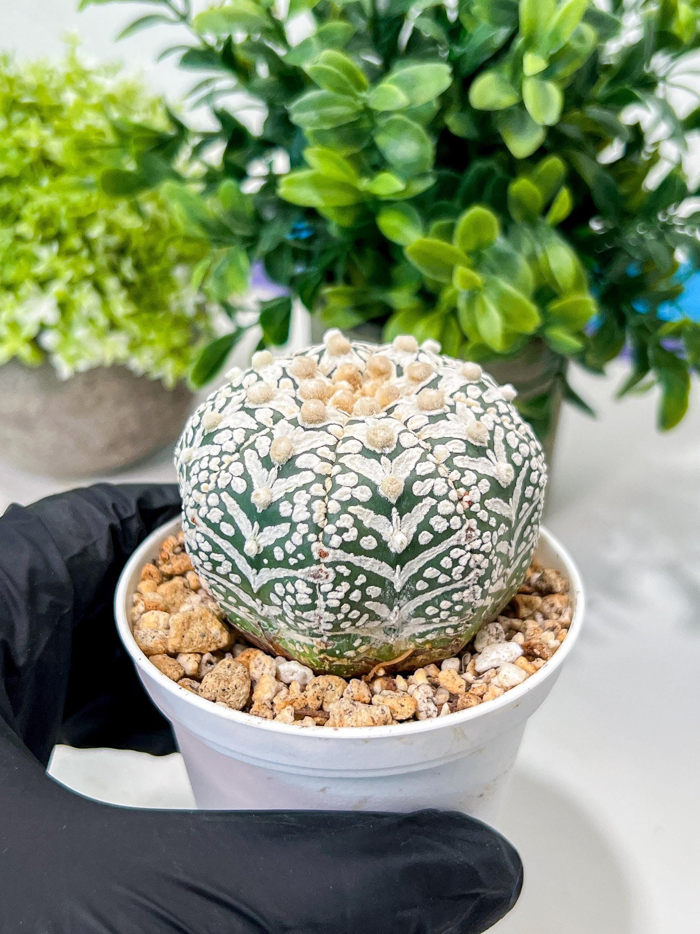 Custom Order- We’ll send you the exact live plant pictured (T8) (b6) | American Plant Seller | 3" Pot