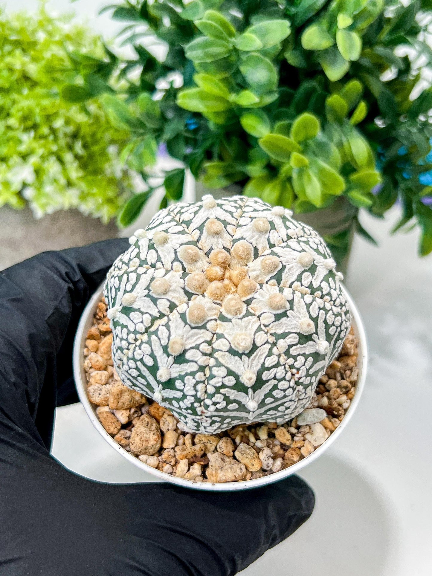 Custom Order- We’ll send you the exact live plant pictured (T8) (b6) | American Plant Seller | 3" Pot