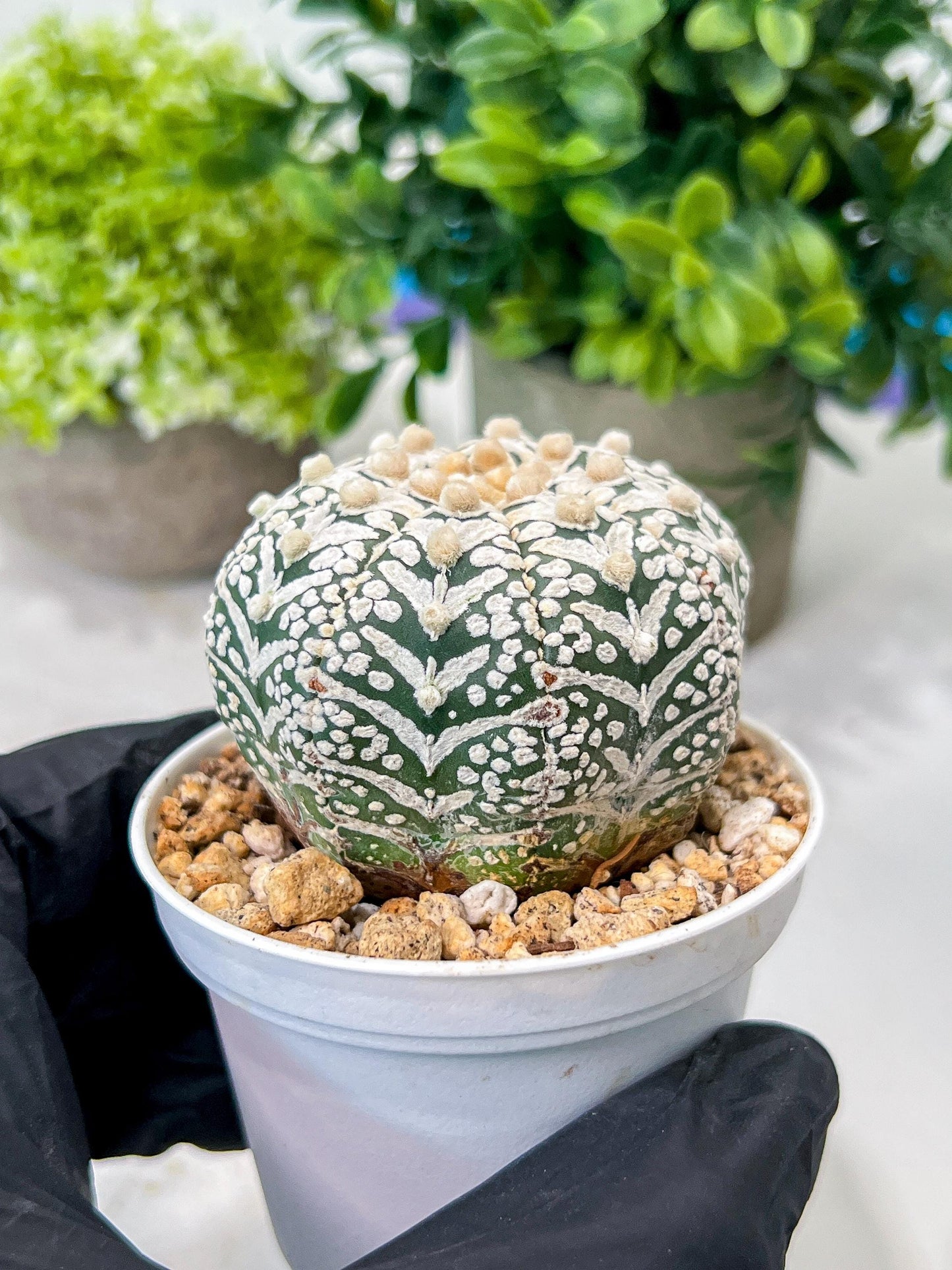 Custom Order- We’ll send you the exact live plant pictured (T8) (b6) | American Plant Seller | 3" Pot