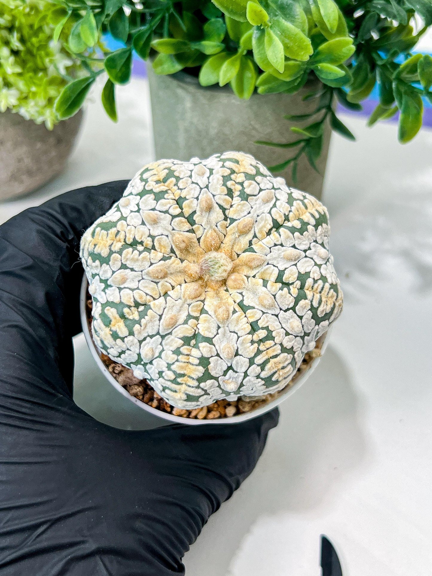 Custom Order- We’ll send you the exact live plant pictured (T8) (b7) | Nevada Plant Seller | 3" Pot