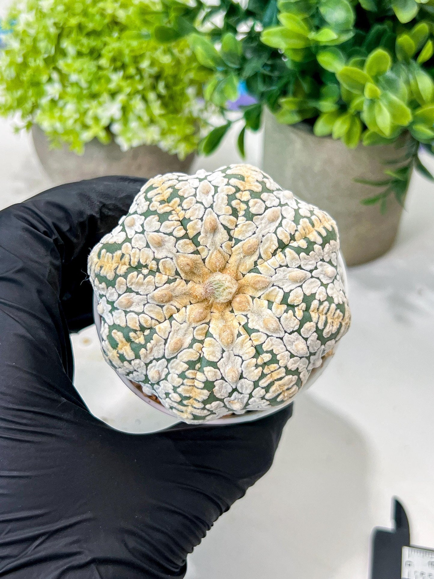 Custom Order- We’ll send you the exact live plant pictured (T8) (b7) | Nevada Plant Seller | 3" Pot