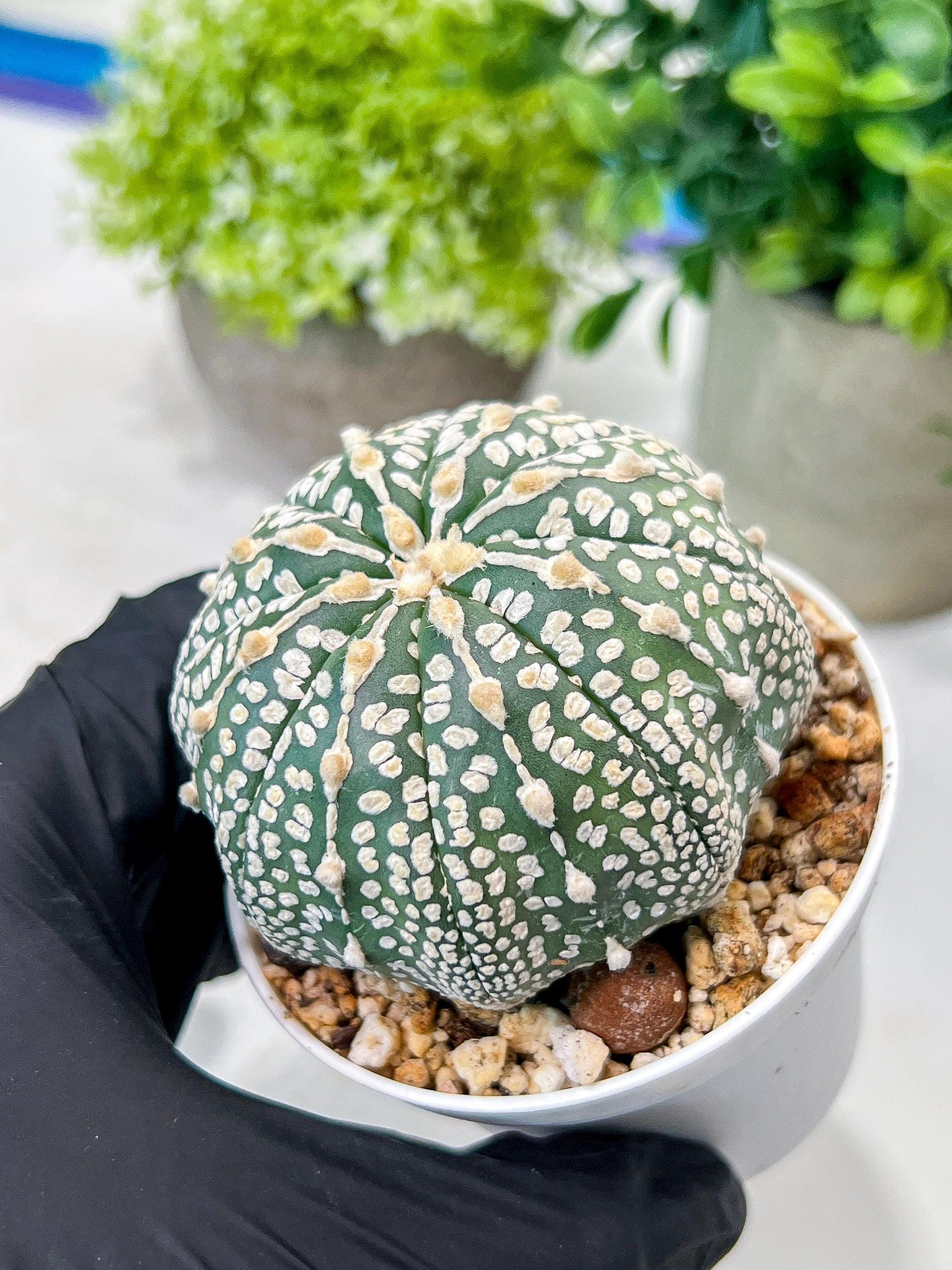Custom Order- We’ll send you the exact live plant pictured (T8) (g1) | Imported From Japan | 3" Pot
