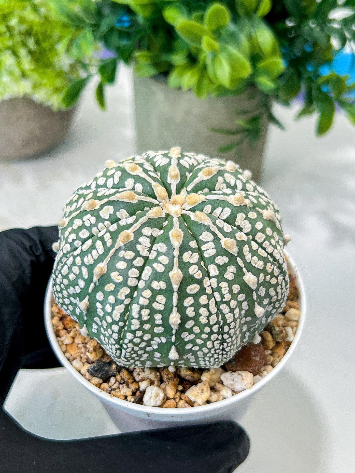 Custom Order- We’ll send you the exact live plant pictured (T8) (g1) | Imported From Japan | 3" Pot