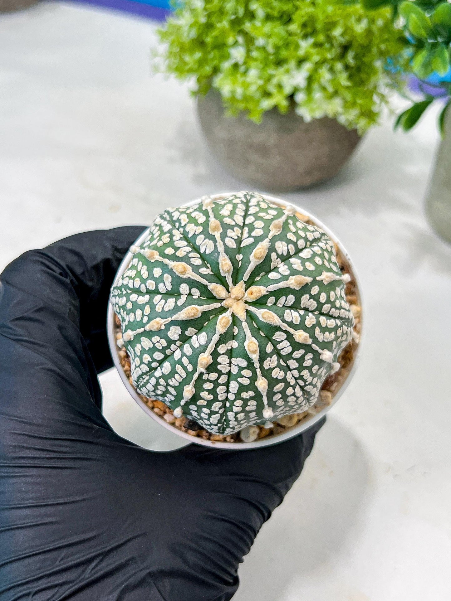 Custom Order- We’ll send you the exact live plant pictured (T8) (g1) | Imported From Japan | 3" Pot
