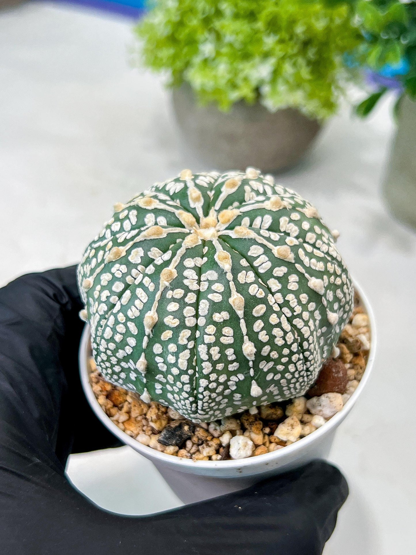 Custom Order- We’ll send you the exact live plant pictured (T8) (g1) | Imported From Japan | 3" Pot