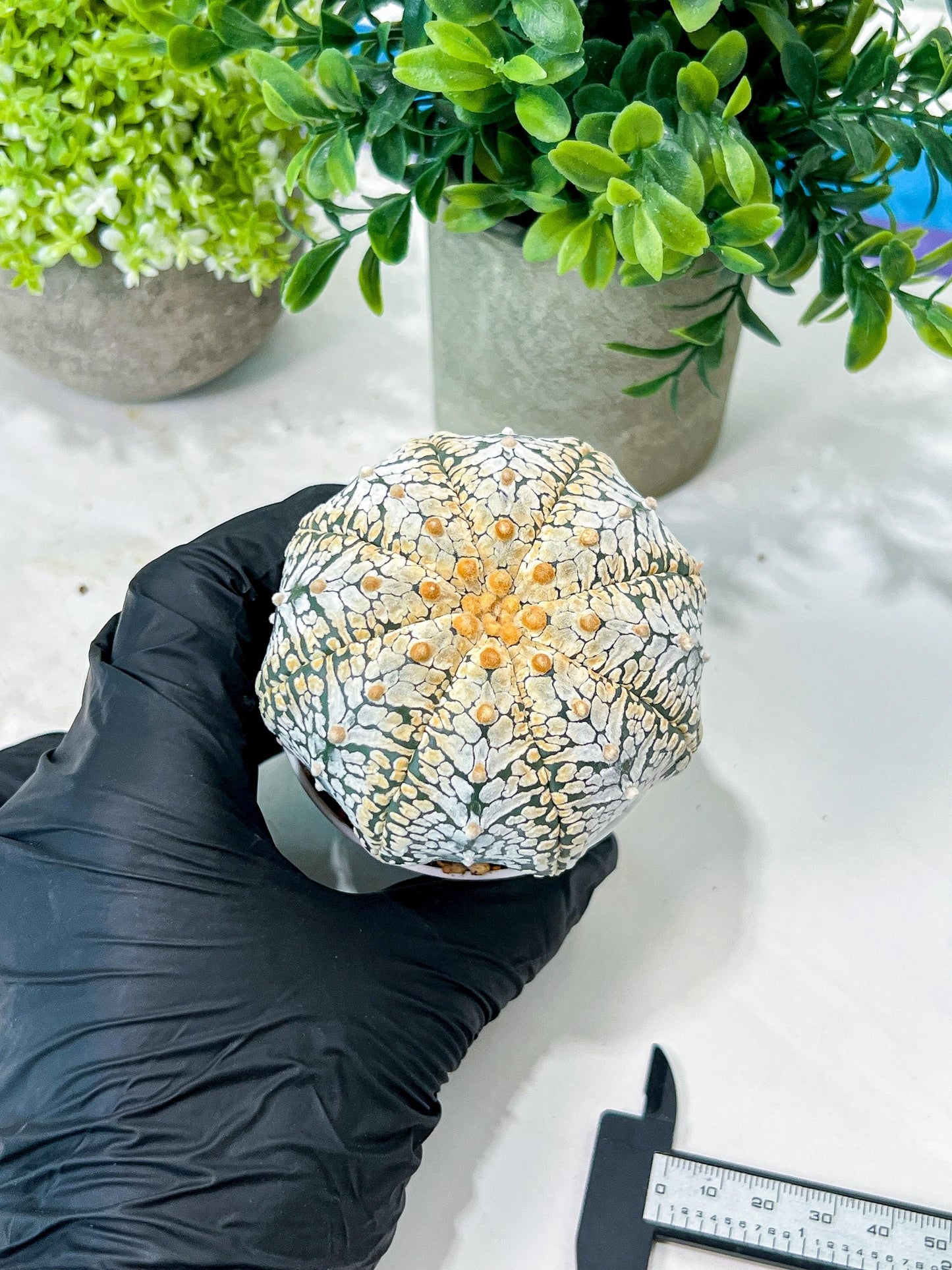 Custom Order- We’ll send you the exact live plant pictured (T8) (g2) | Las Vegas Plant Shop | 3" Pot
