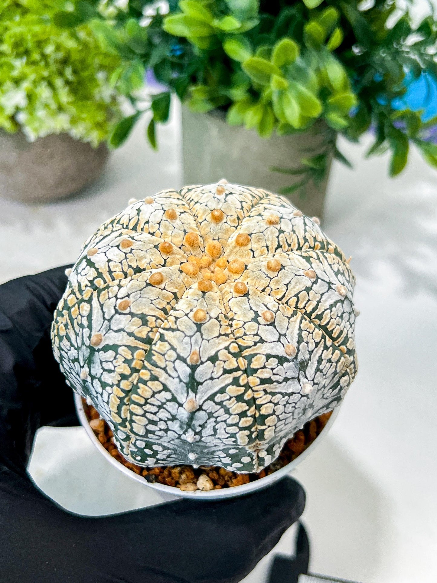 Custom Order- We’ll send you the exact live plant pictured (T8) (g2) | Las Vegas Plant Shop | 3" Pot