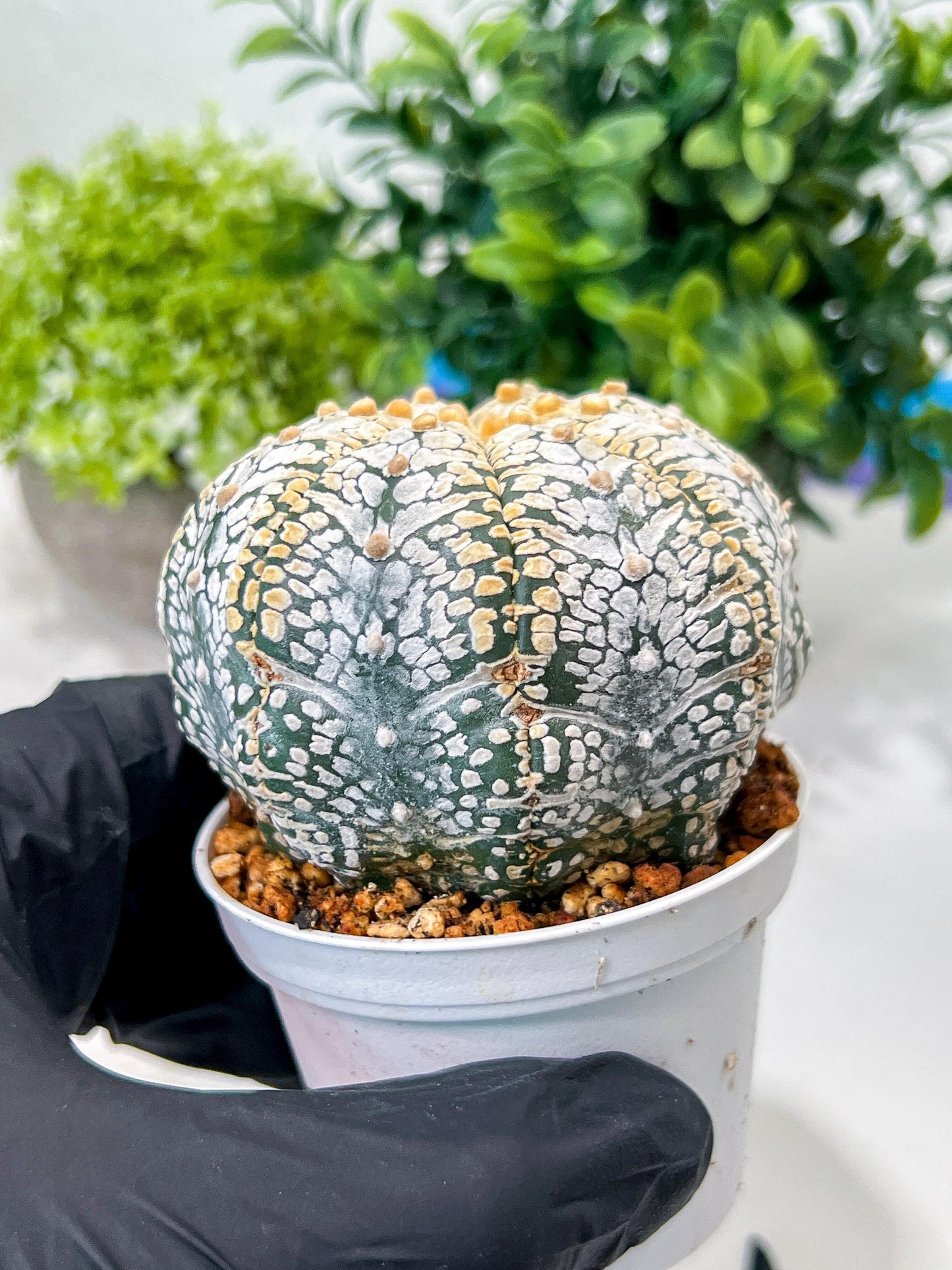 Custom Order- We’ll send you the exact live plant pictured (T8) (g2) | Las Vegas Plant Shop | 3" Pot