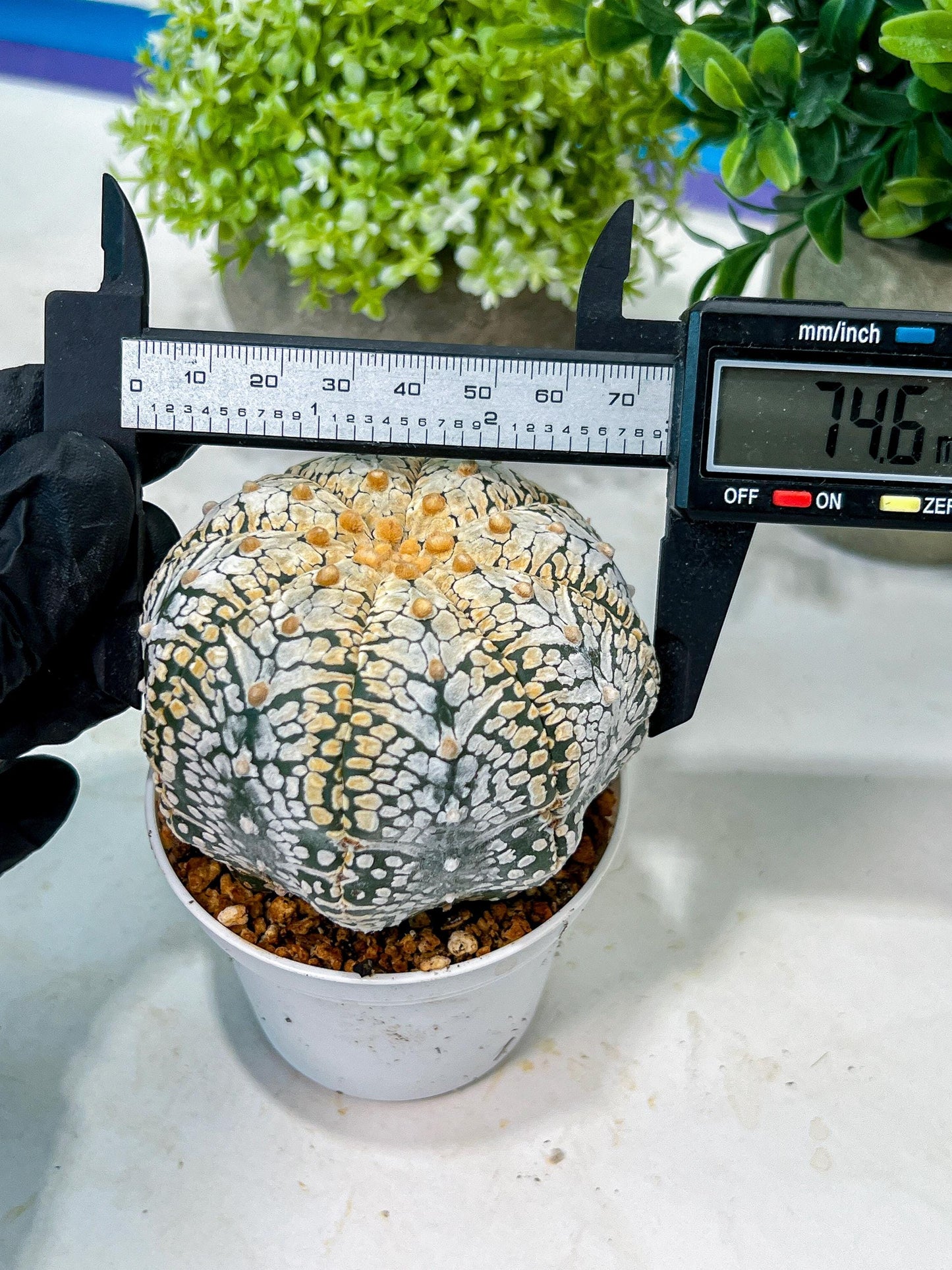Custom Order- We’ll send you the exact live plant pictured (T8) (g2) | Las Vegas Plant Shop | 3" Pot