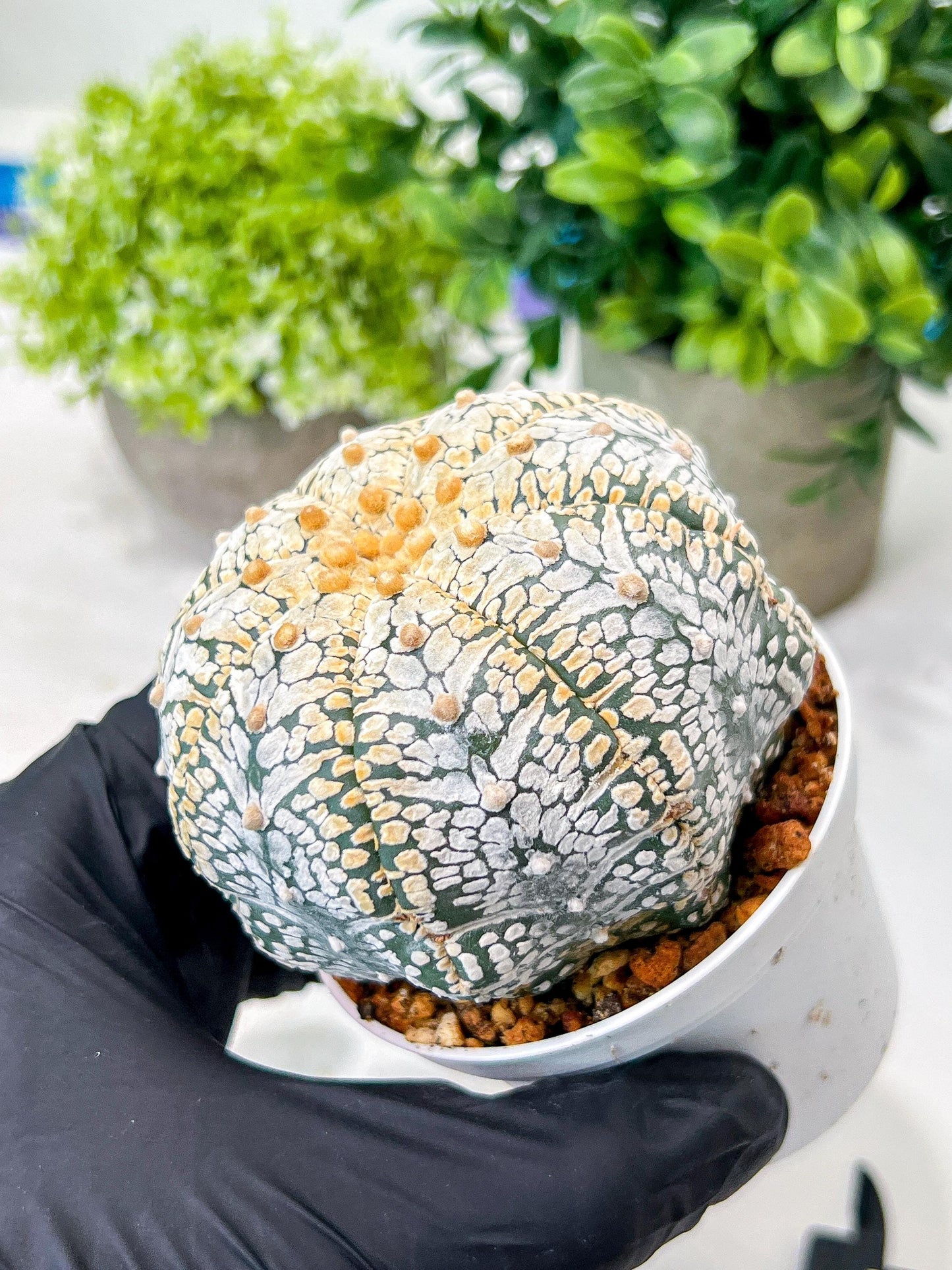 Custom Order- We’ll send you the exact live plant pictured (T8) (g2) | Las Vegas Plant Shop | 3" Pot