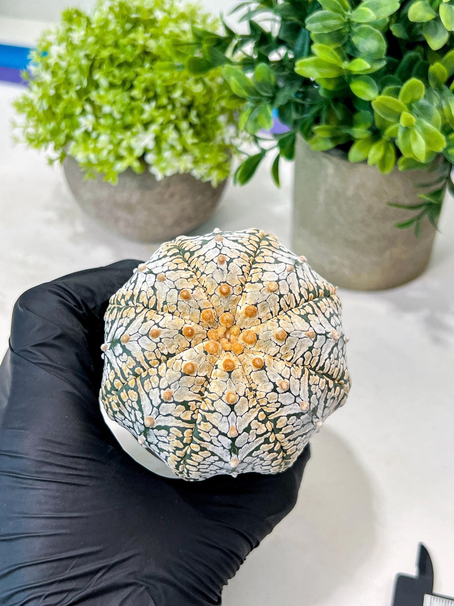 Custom Order- We’ll send you the exact live plant pictured (T8) (g2) | Las Vegas Plant Shop | 3" Pot