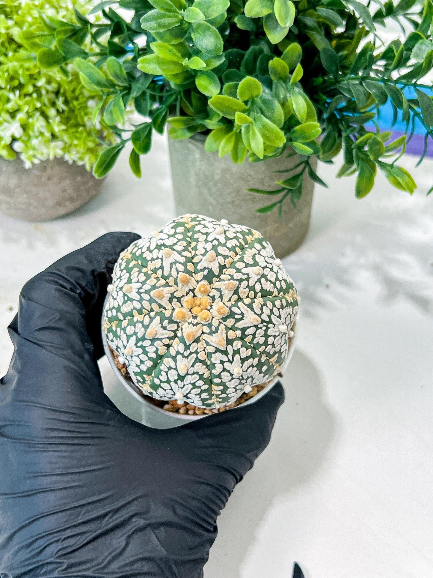 Custom Order- We’ll send you the exact live plant pictured (T8) (g3) | SHIP from USA | 3" Pot