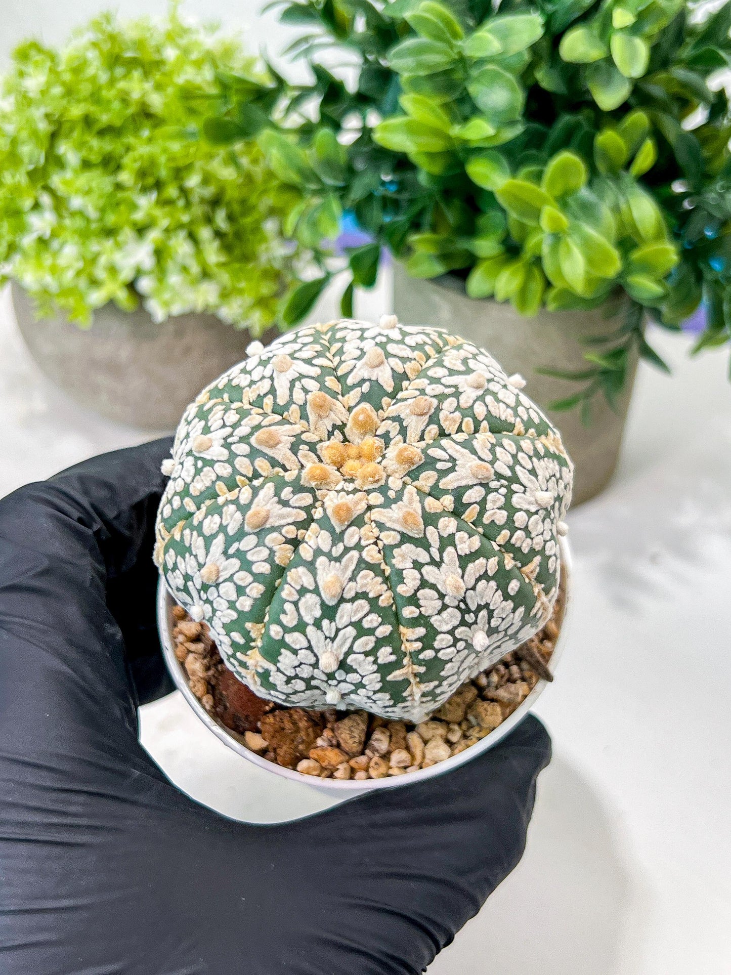 Custom Order- We’ll send you the exact live plant pictured (T8) (g3) | SHIP from USA | 3" Pot