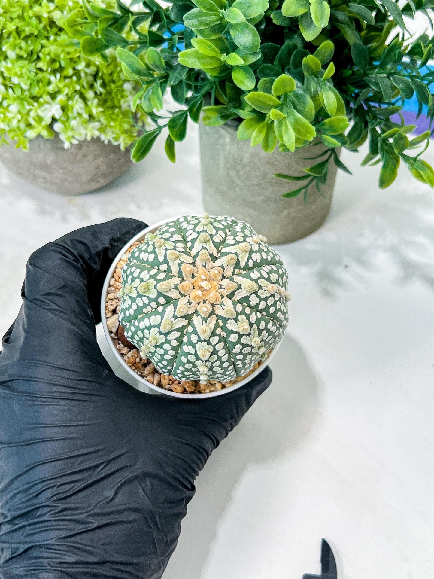 Custom Order- We’ll send you the exact live plant pictured (T8) (g4) | Las Vegas PLANT SELLER| 3" Pot