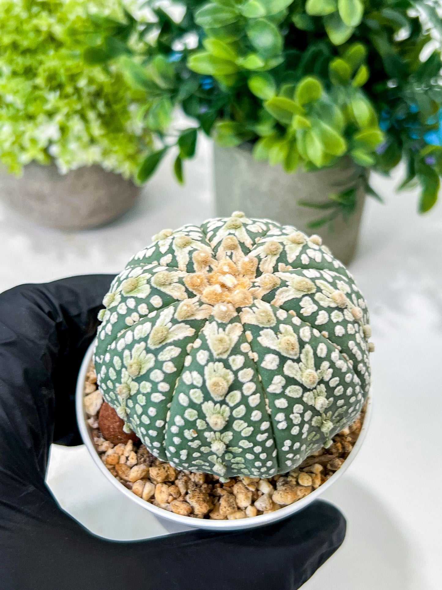 Custom Order- We’ll send you the exact live plant pictured (T8) (g4) | Las Vegas PLANT SELLER| 3" Pot