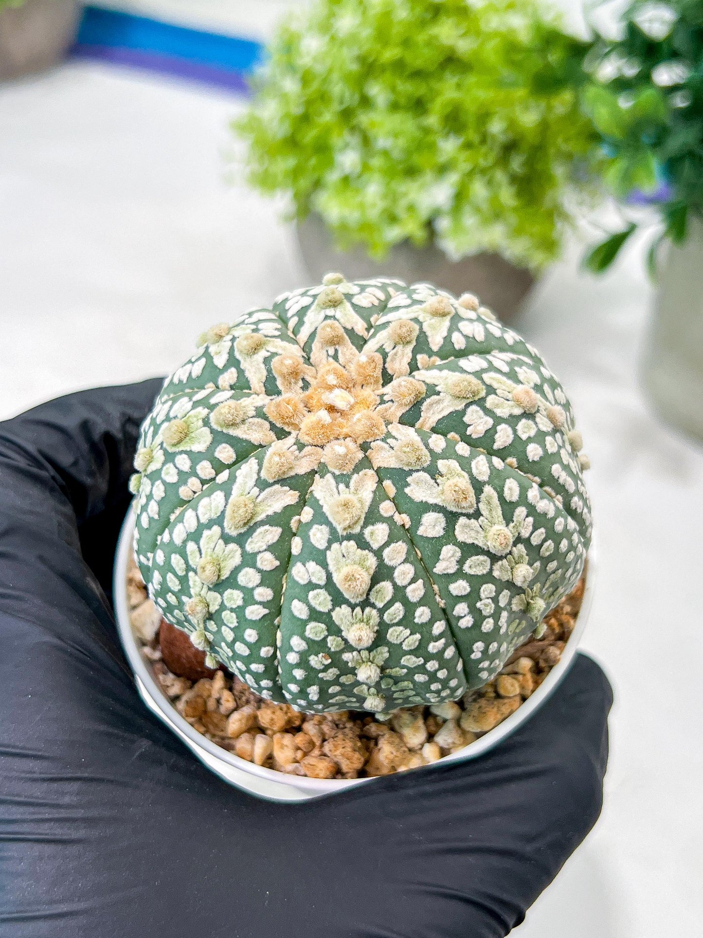 Custom Order- We’ll send you the exact live plant pictured (T8) (g4) | Las Vegas PLANT SELLER| 3" Pot