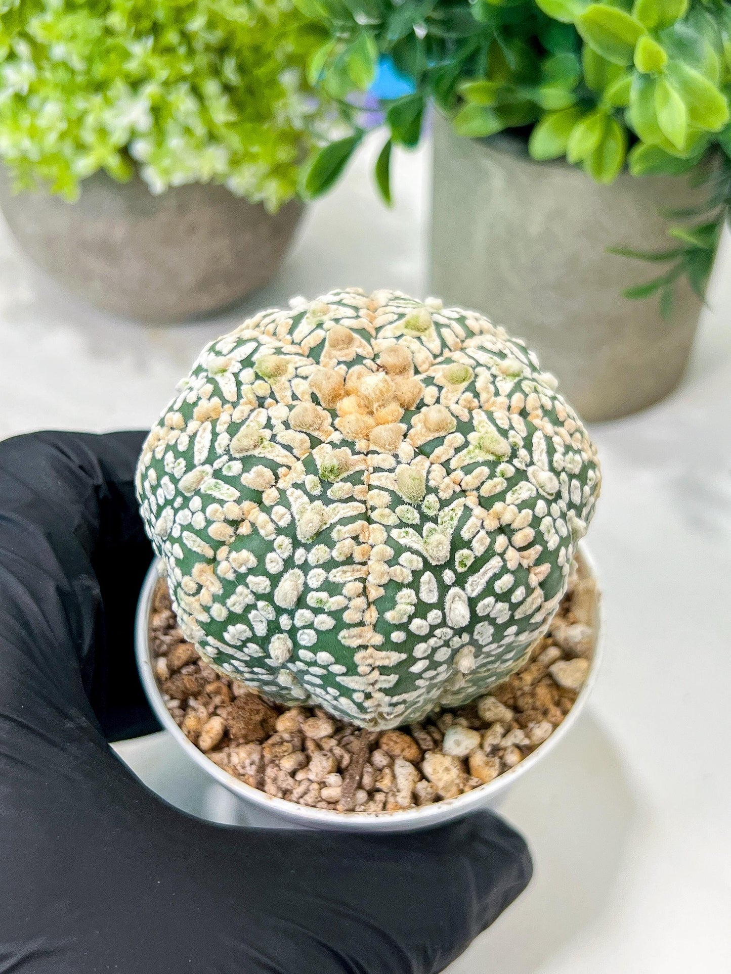 Custom Order- We’ll send you the exact live plant pictured (T8) (g5) | Las Vegas Plant Shp | 3" Pot