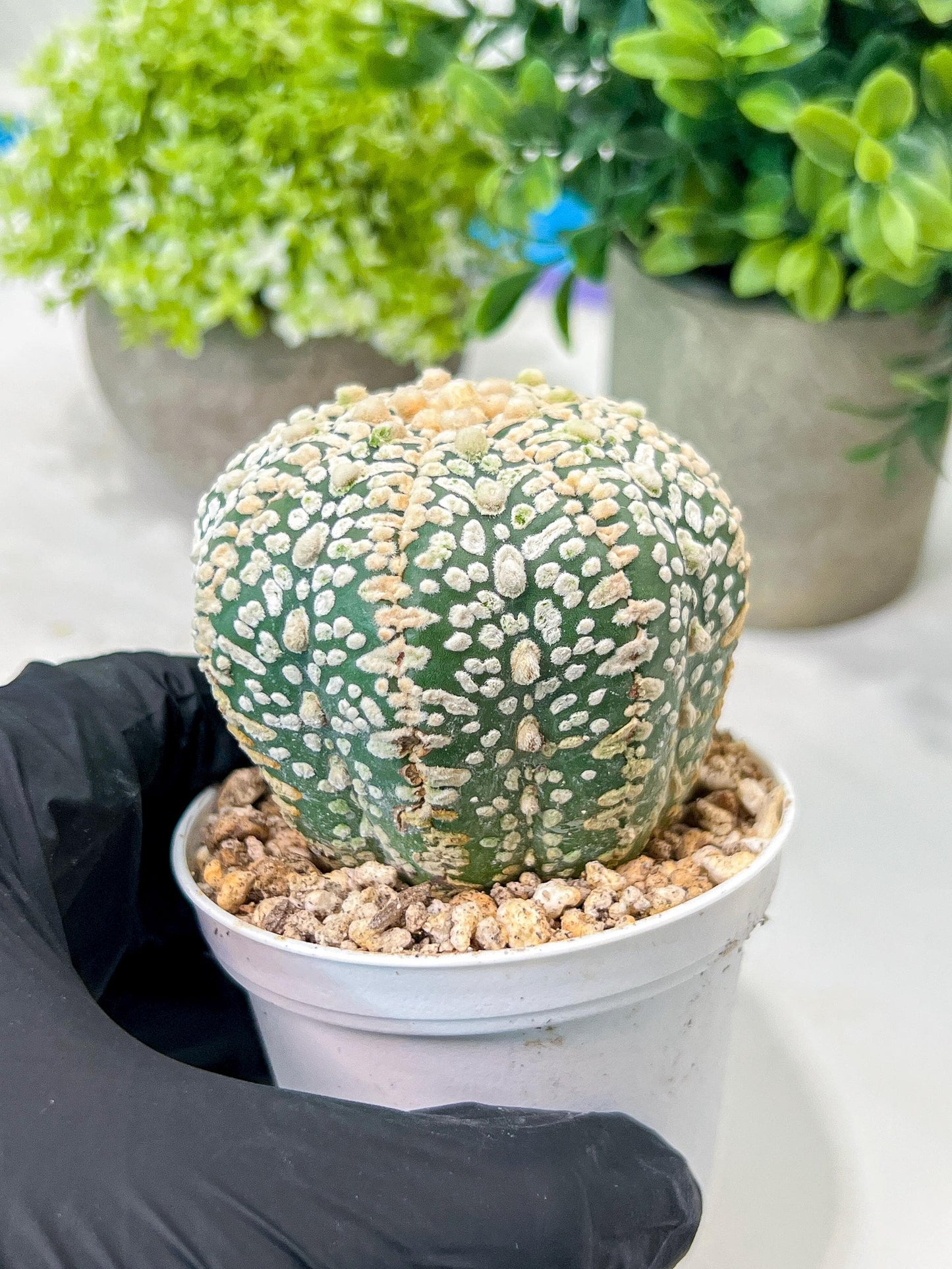 Custom Order- We’ll send you the exact live plant pictured (T8) (g5) | Las Vegas Plant Shp | 3" Pot