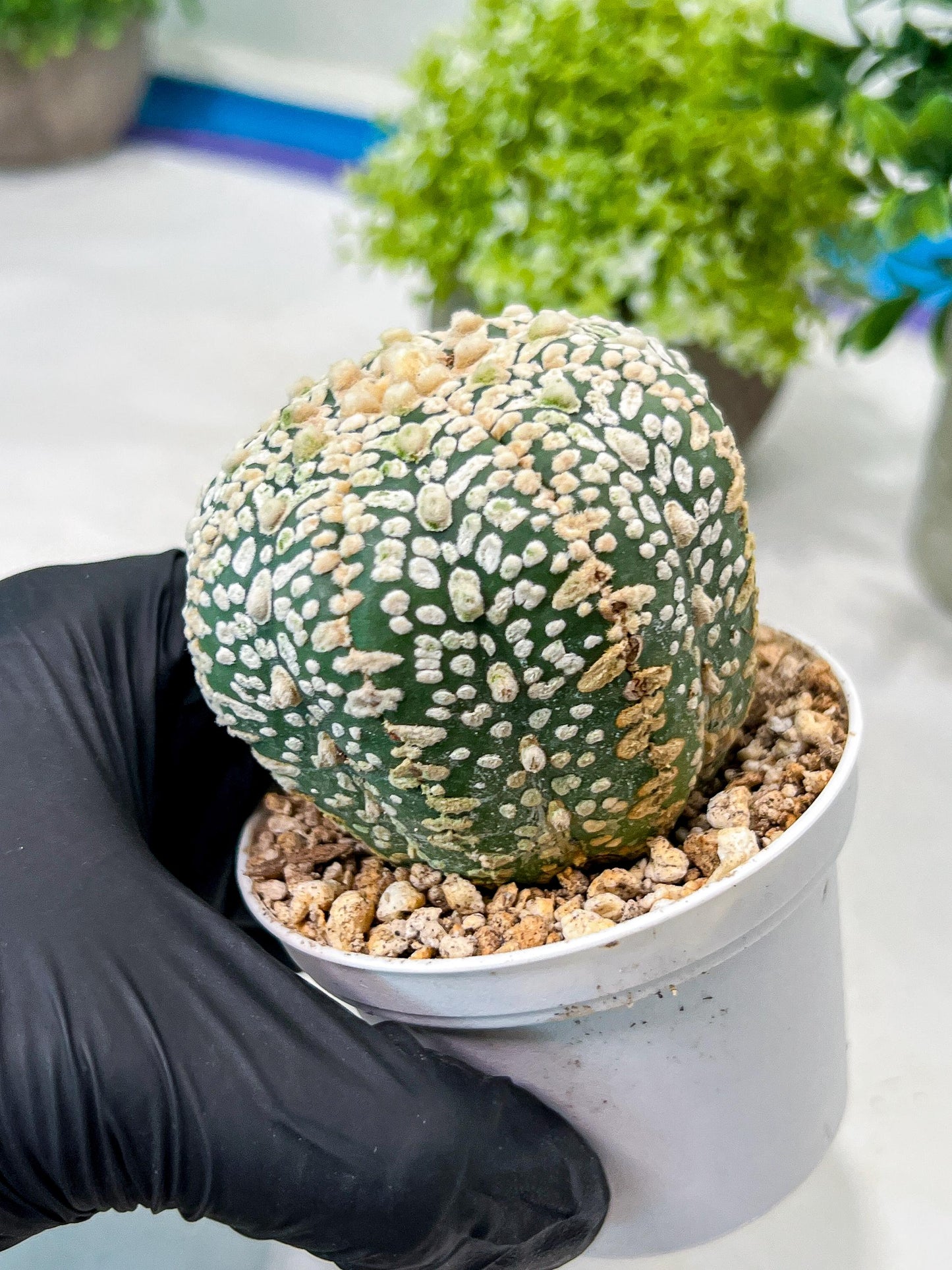 Custom Order- We’ll send you the exact live plant pictured (T8) (g5) | Las Vegas Plant Shp | 3" Pot