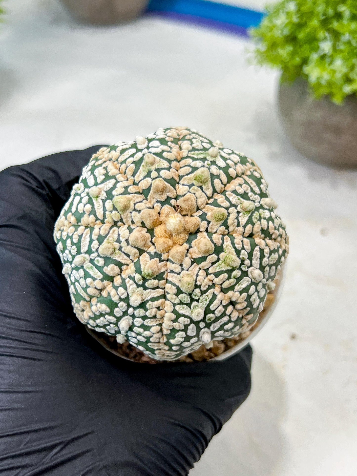 Custom Order- We’ll send you the exact live plant pictured (T8) (g5) | Las Vegas Plant Shp | 3" Pot
