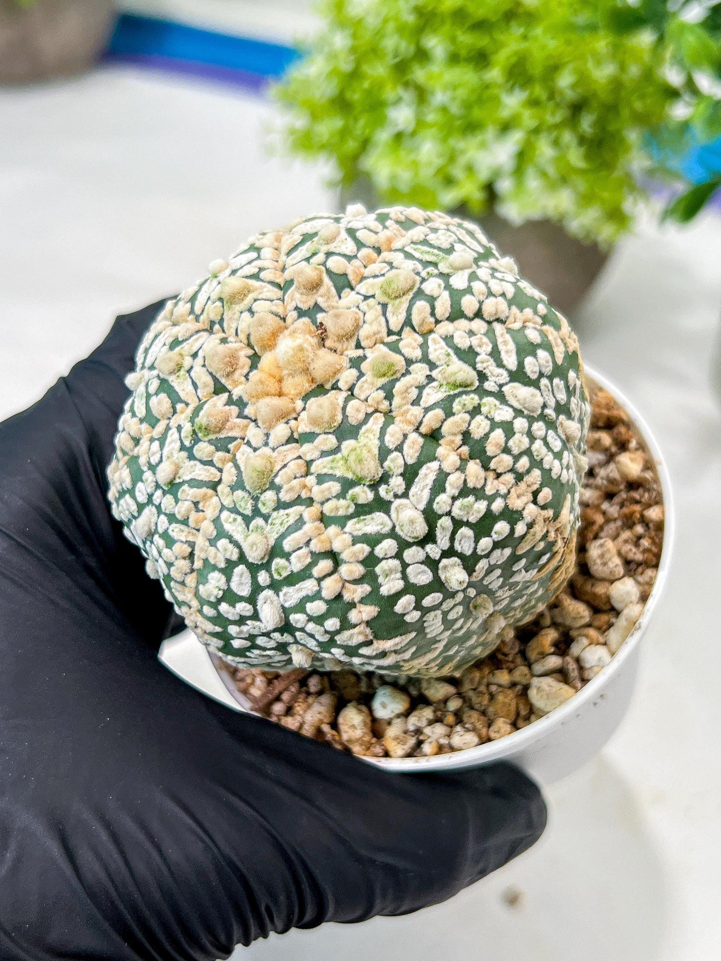 Custom Order- We’ll send you the exact live plant pictured (T8) (g5) | Las Vegas Plant Shp | 3" Pot