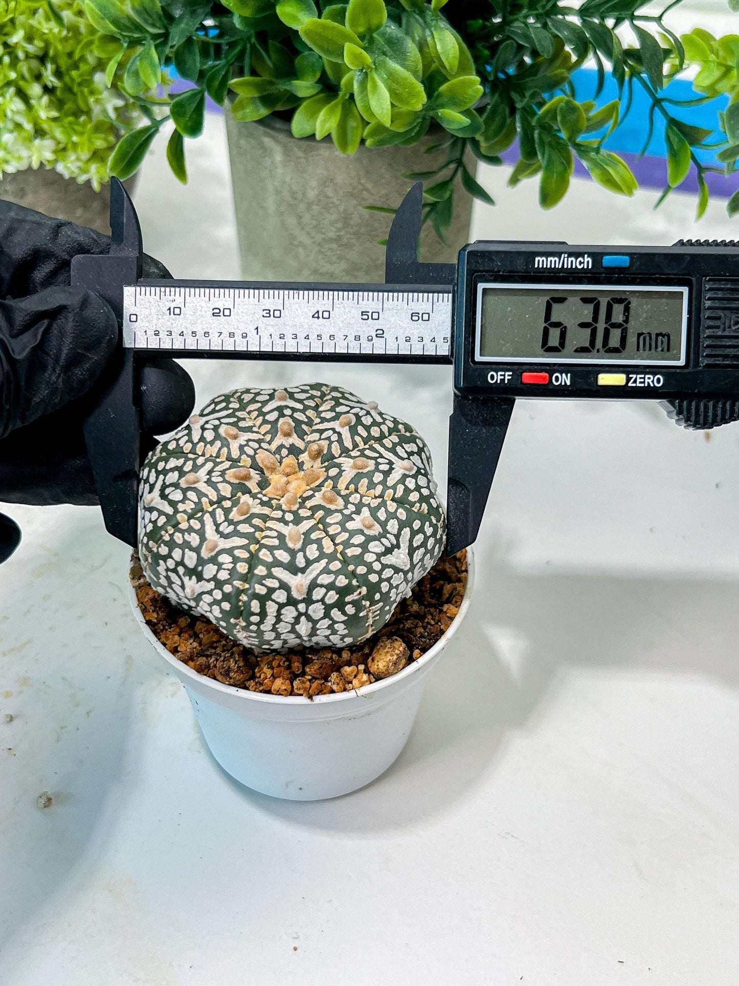 Custom Order- We’ll send you the exact live plant pictured (T8) (g6) | American Plant Seller | 3" Pot