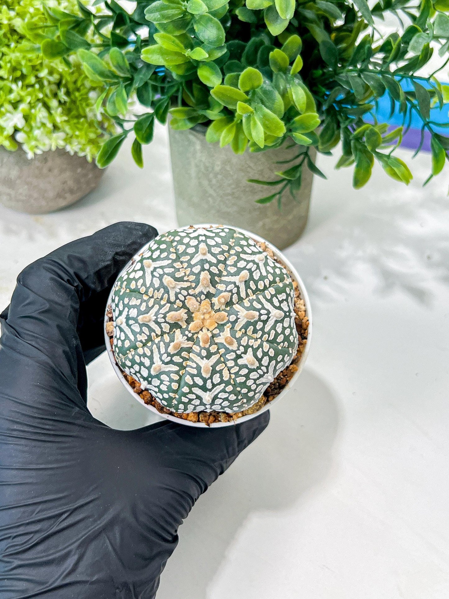 Custom Order- We’ll send you the exact live plant pictured (T8) (g6) | American Plant Seller | 3" Pot