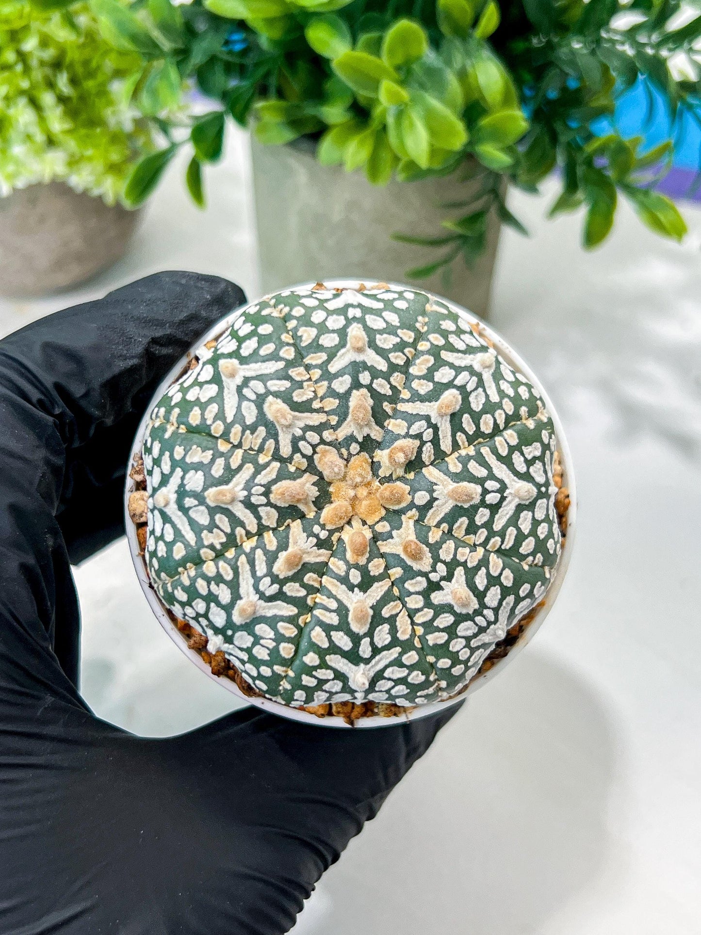 Custom Order- We’ll send you the exact live plant pictured (T8) (g6) | American Plant Seller | 3" Pot