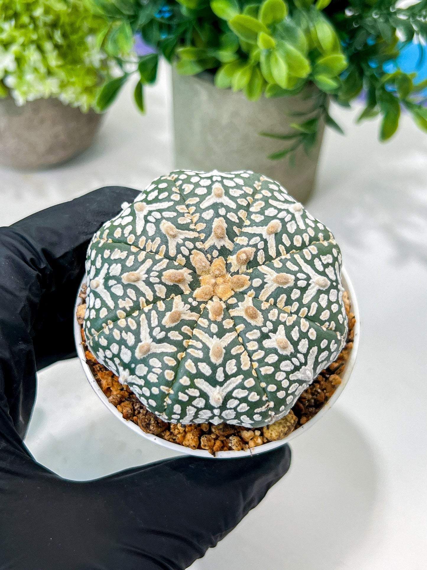 Custom Order- We’ll send you the exact live plant pictured (T8) (g6) | American Plant Seller | 3" Pot