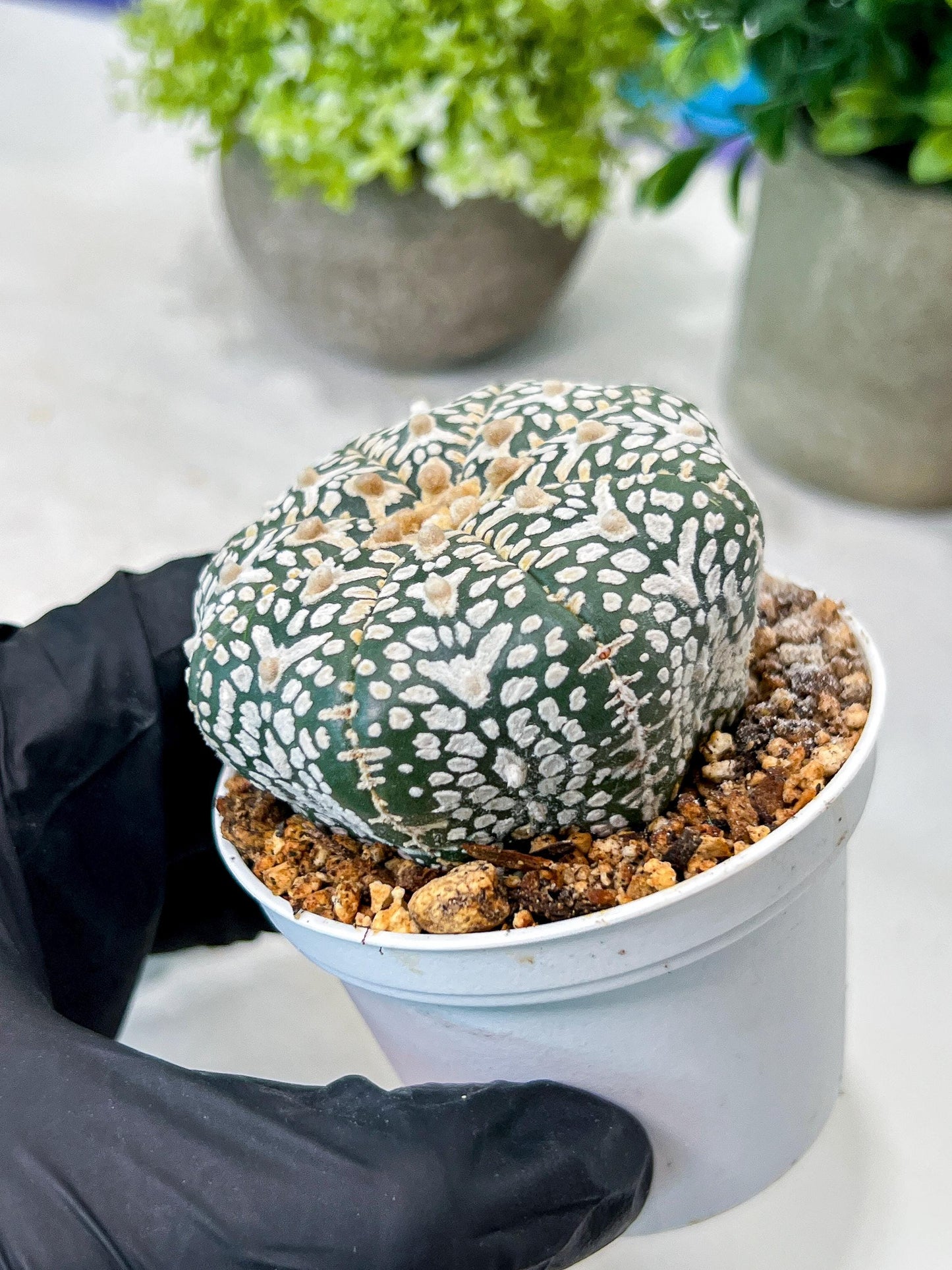 Custom Order- We’ll send you the exact live plant pictured (T8) (g6) | American Plant Seller | 3" Pot