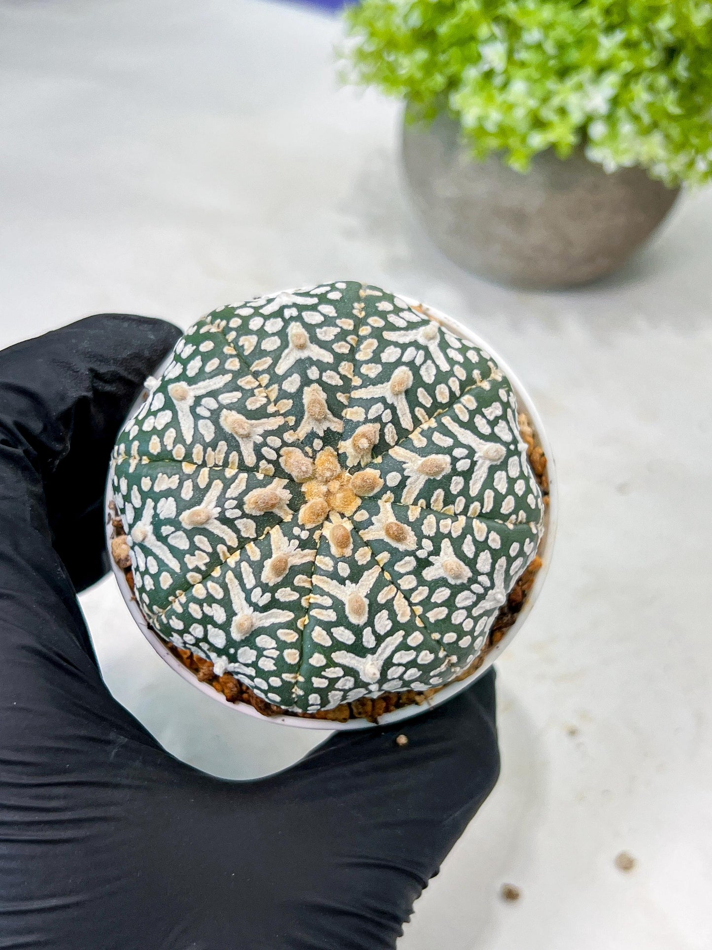 Custom Order- We’ll send you the exact live plant pictured (T8) (g6) | American Plant Seller | 3" Pot