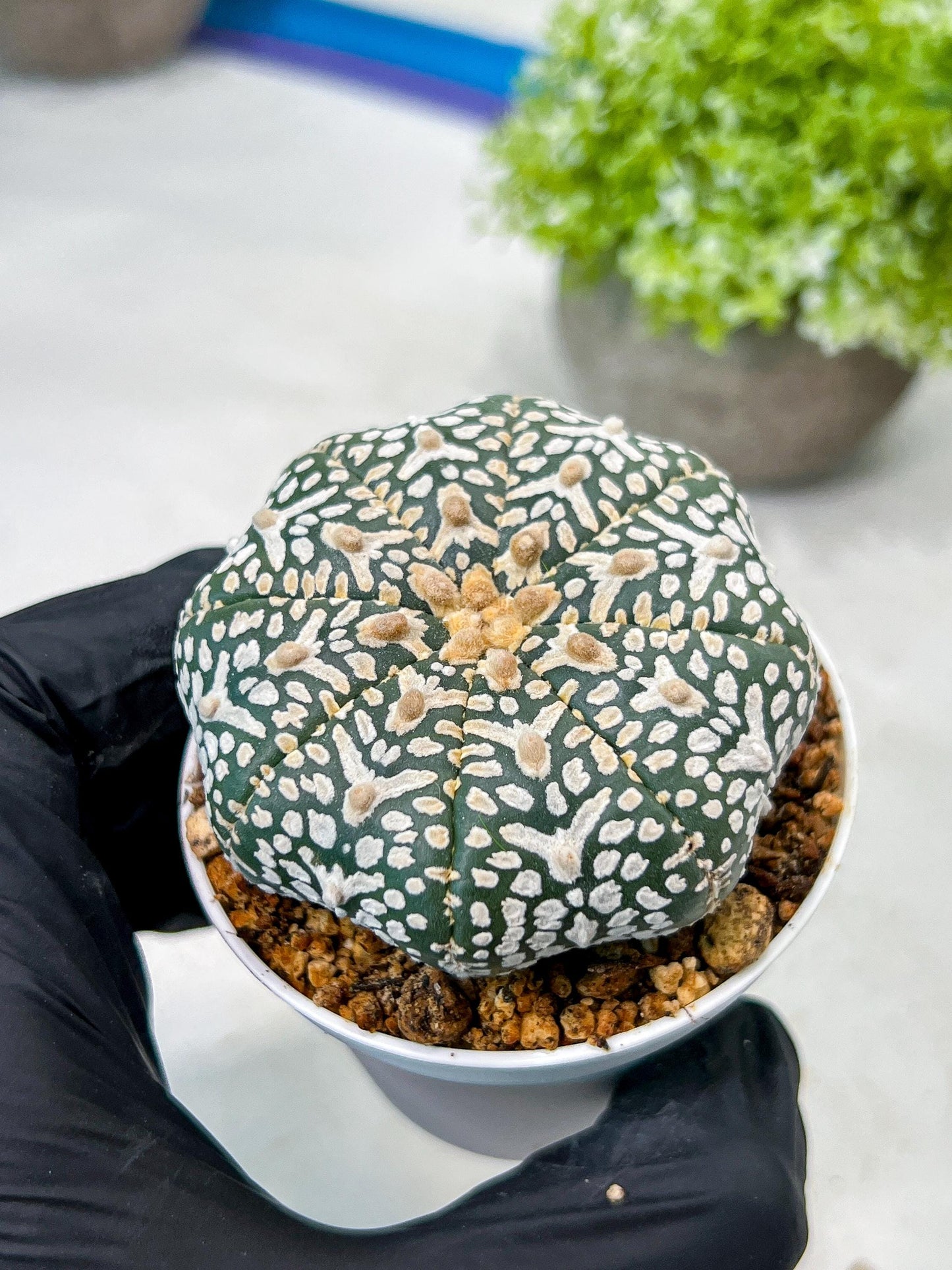 Custom Order- We’ll send you the exact live plant pictured (T8) (g6) | American Plant Seller | 3" Pot