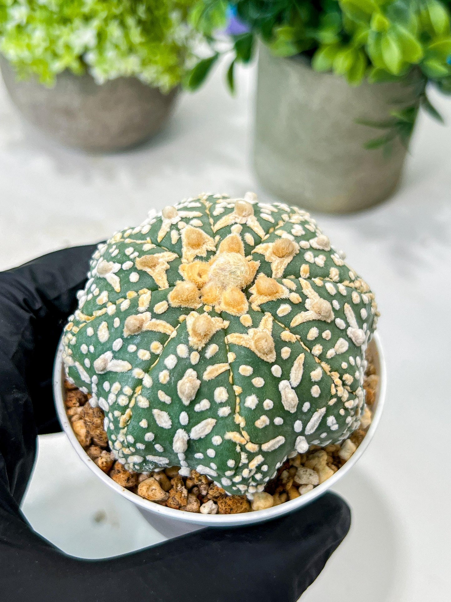 Custom Order- We’ll send you the exact live plant pictured (T8) (g7) | Nevada Plant Seller | 3" Pot