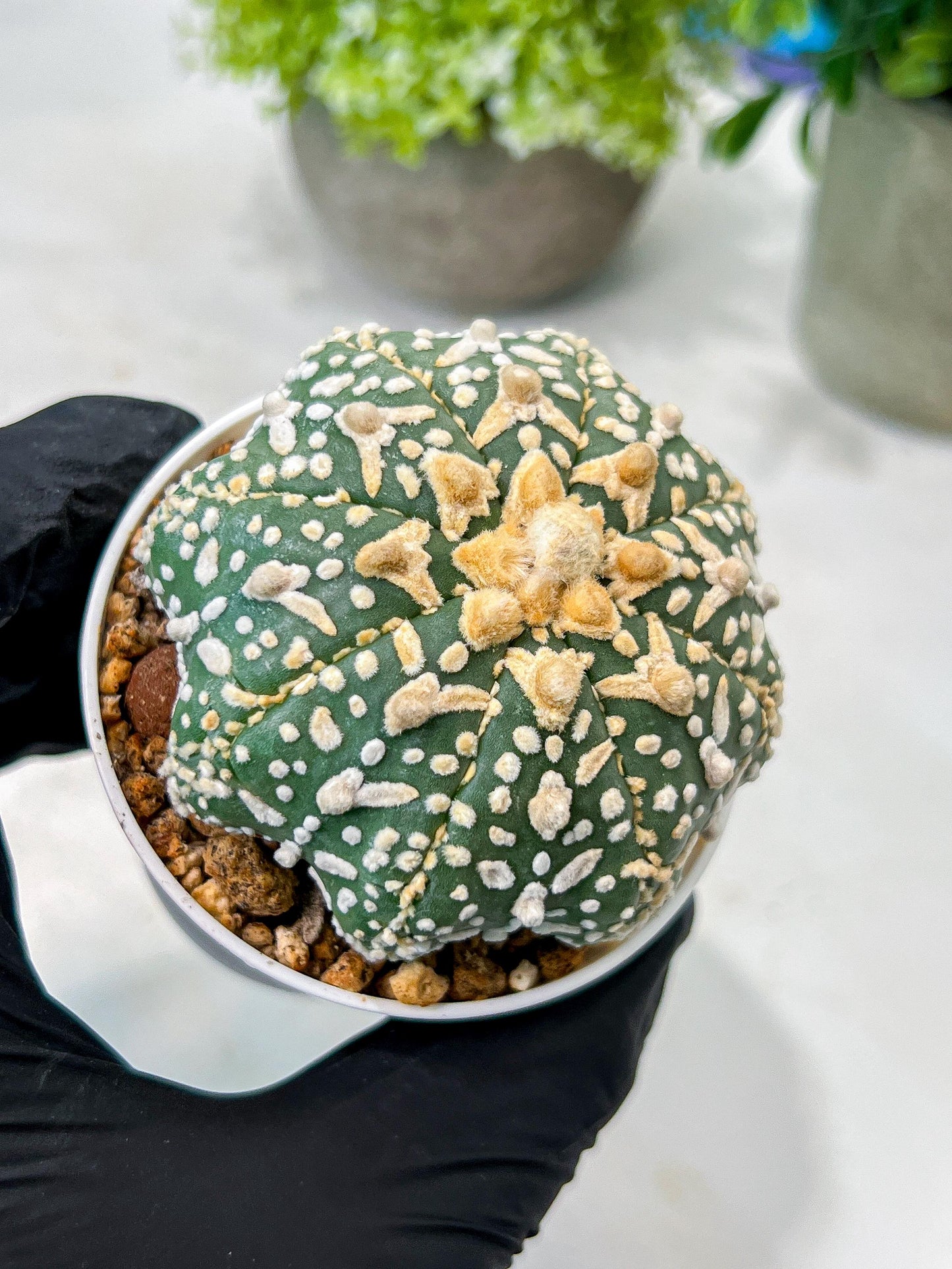 Custom Order- We’ll send you the exact live plant pictured (T8) (g7) | Nevada Plant Seller | 3" Pot