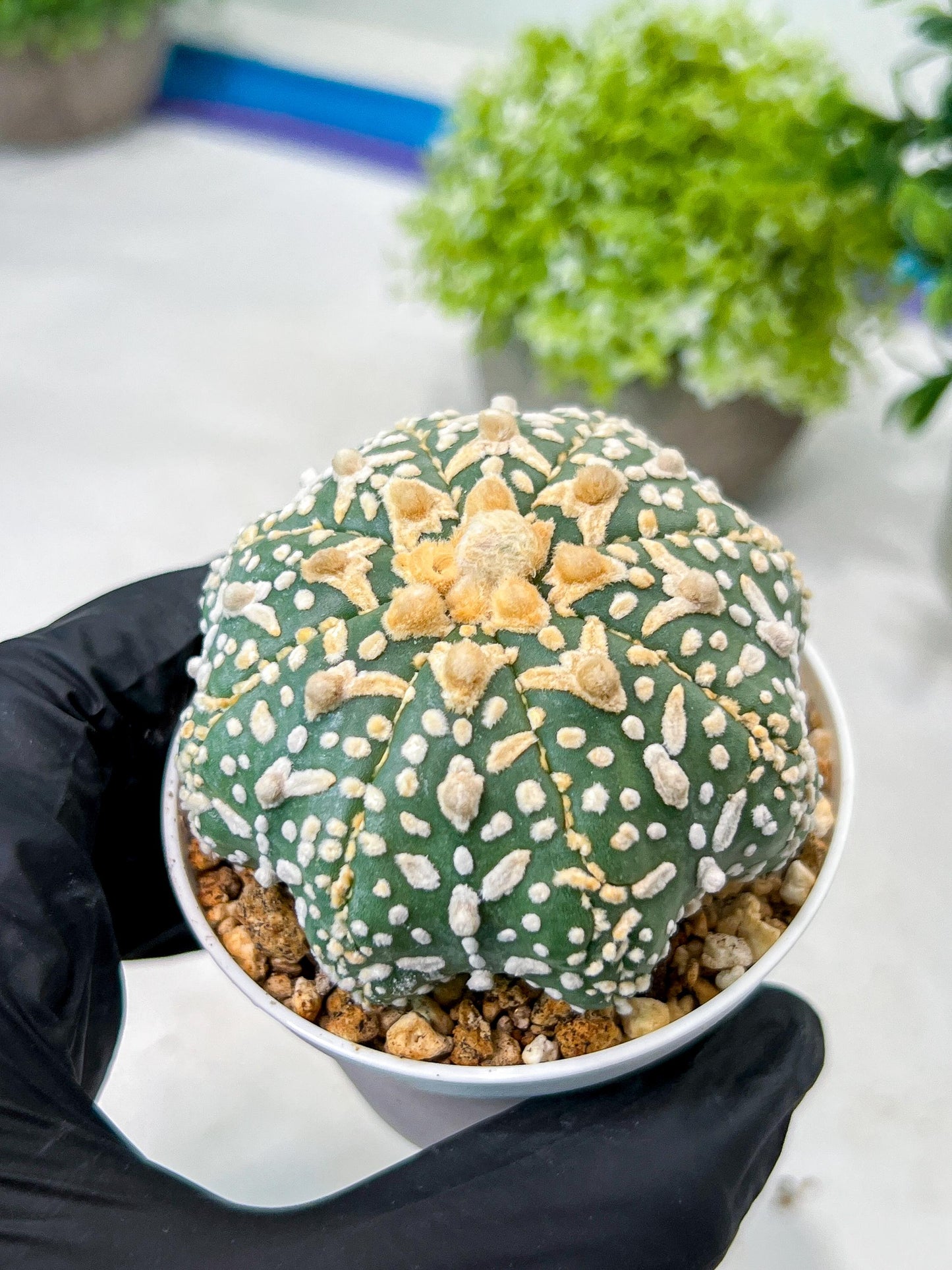 Custom Order- We’ll send you the exact live plant pictured (T8) (g7) | Nevada Plant Seller | 3" Pot