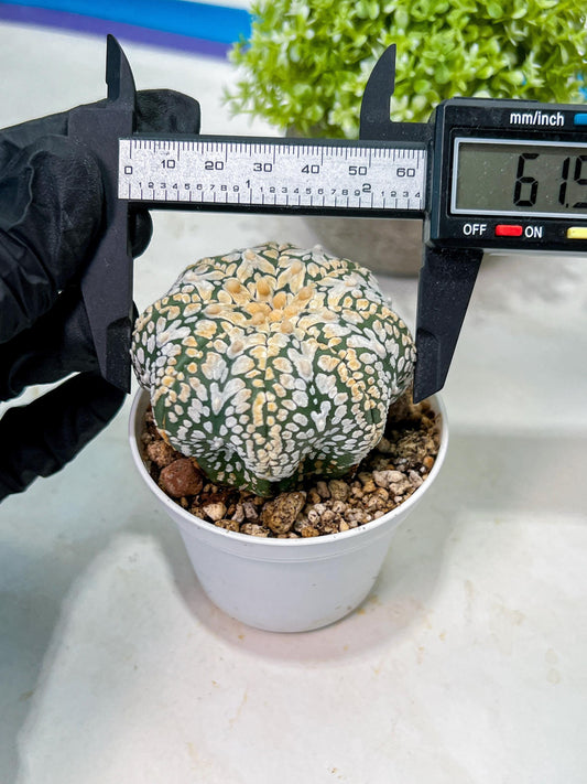 Custom Order- We’ll send you the exact live plant pictured (T9) (g1) | Imported From Japan | 3" Pot