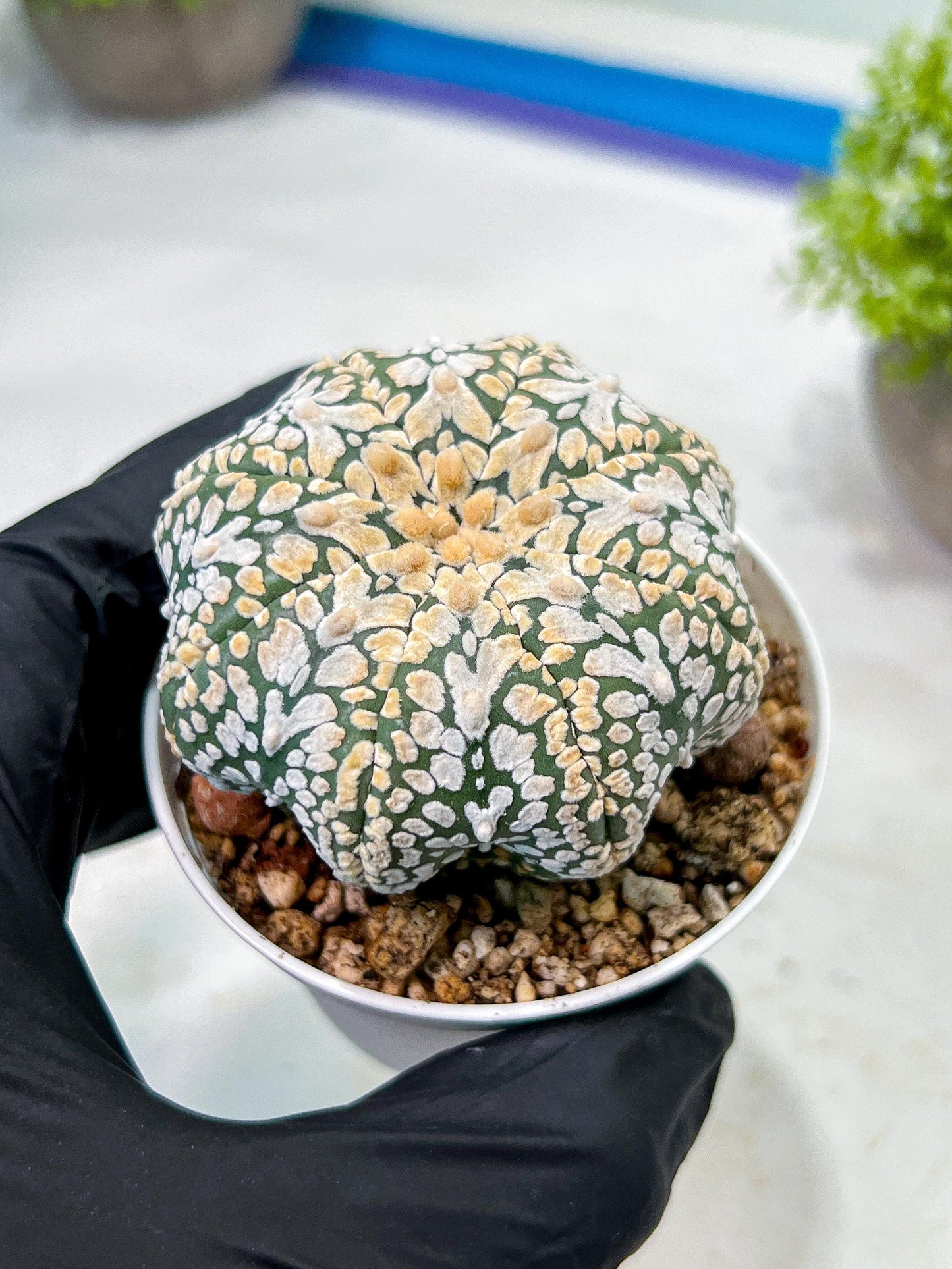 Custom Order- We’ll send you the exact live plant pictured (T9) (g1) | Imported From Japan | 3" Pot