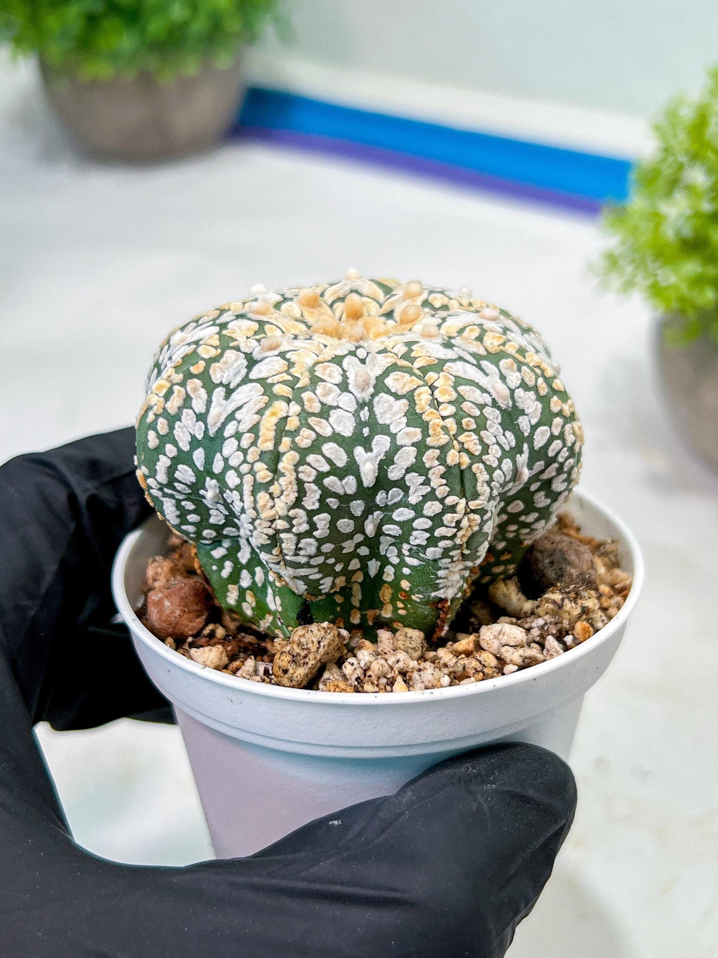 Custom Order- We’ll send you the exact live plant pictured (T9) (g1) | Imported From Japan | 3" Pot