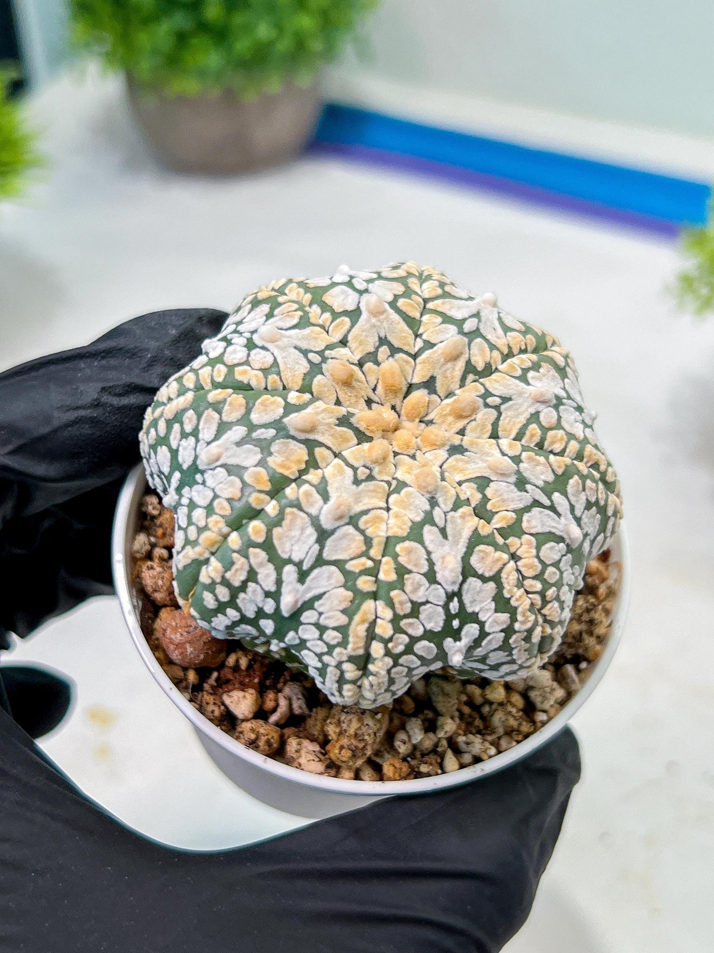 Custom Order- We’ll send you the exact live plant pictured (T9) (g1) | Imported From Japan | 3" Pot